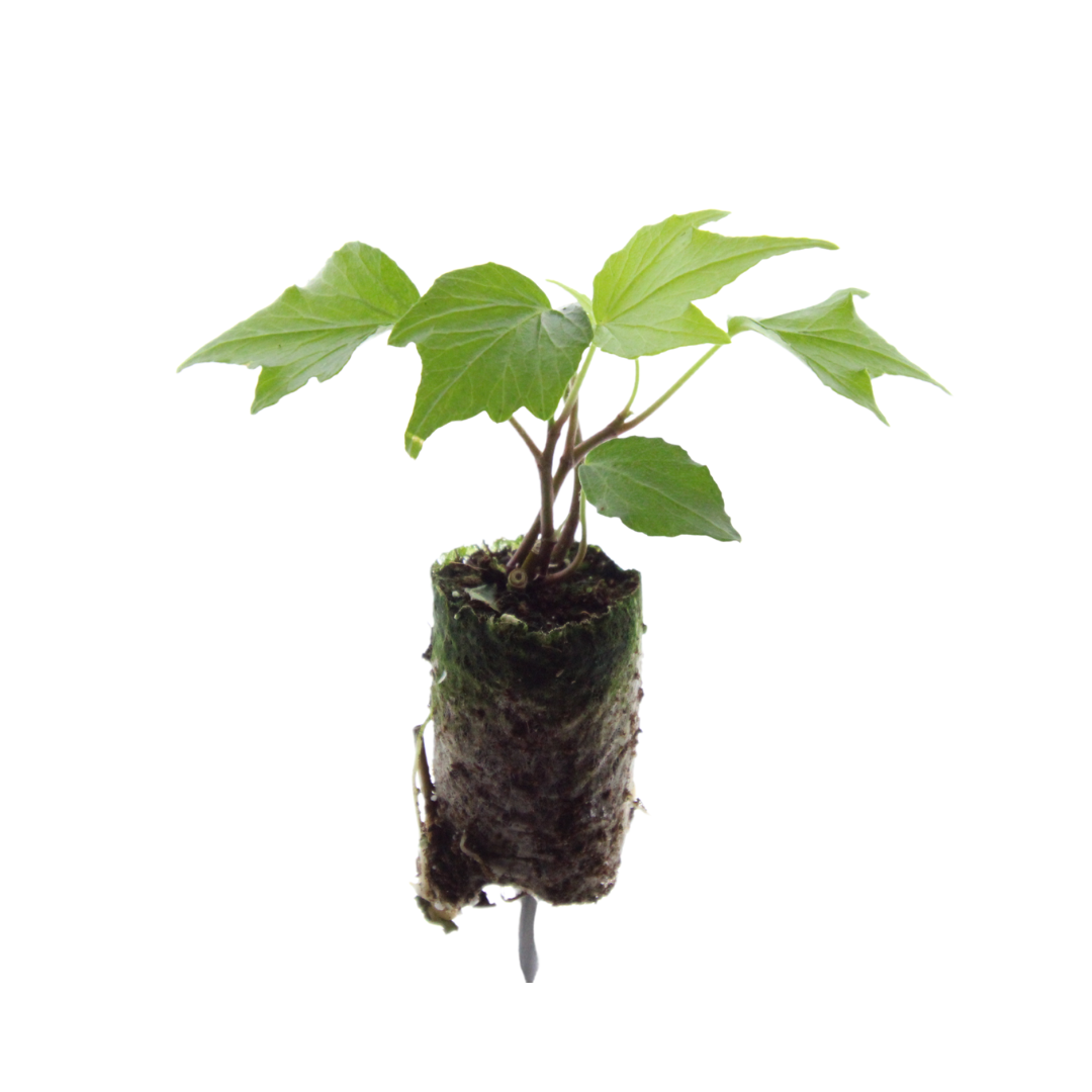 Efeu - Hedera 'Green Ripple' | 6 Jungpflanzen