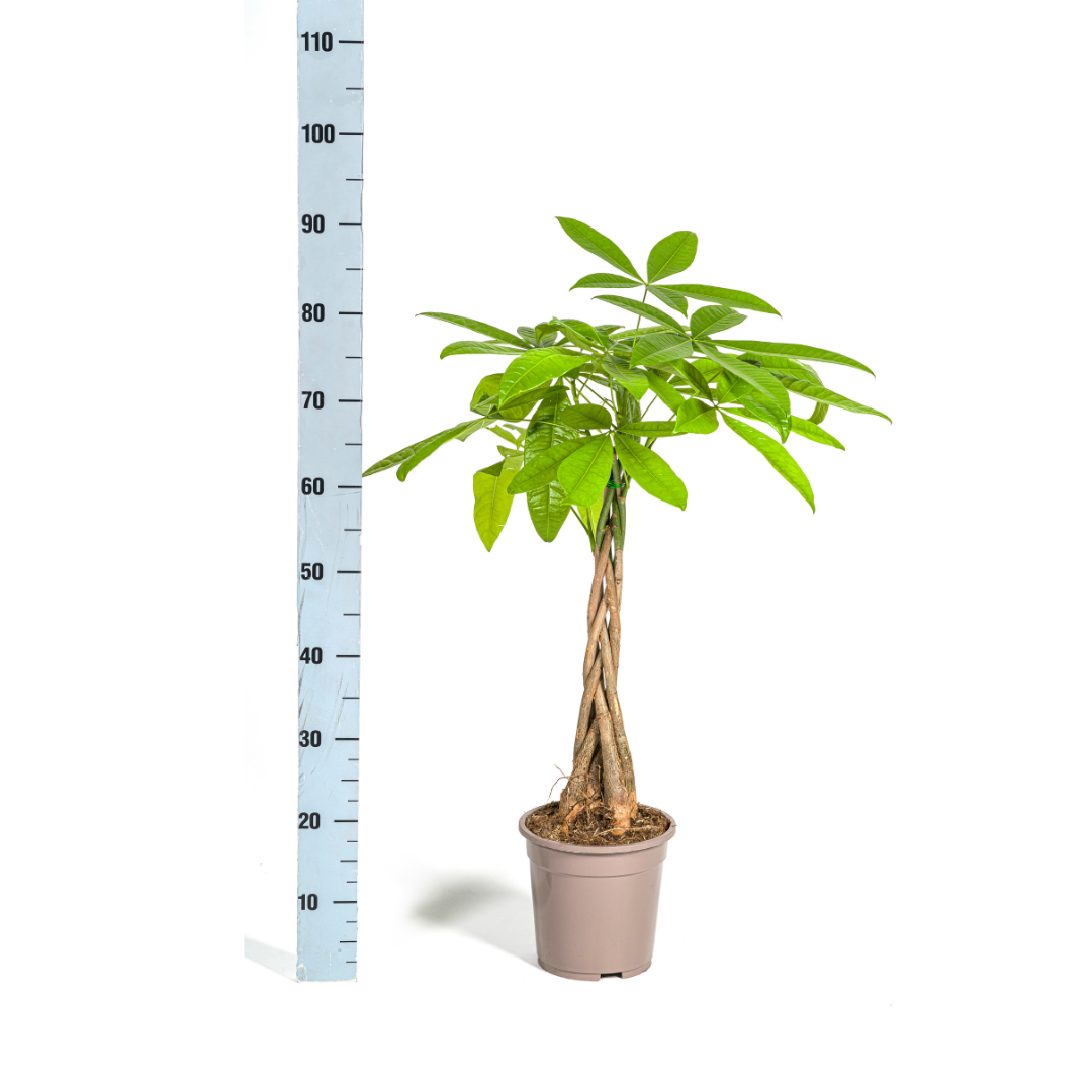 Glückskastanie – Pachira Aquatica | 70–90 cm | Ø19 cm