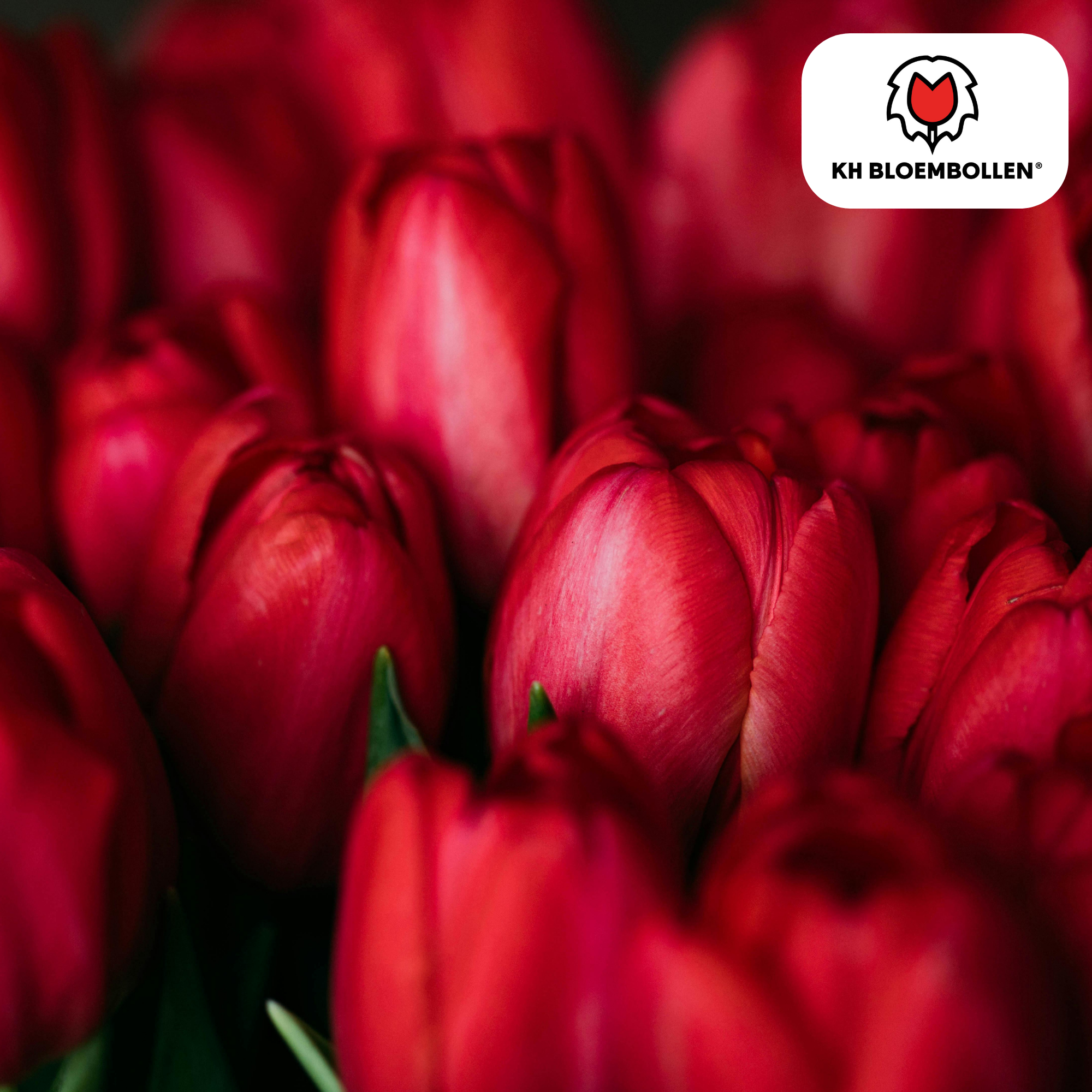 Tulpenzwiebeln – Ile de France | 20 Stück | Zwiebelgröße 11/12