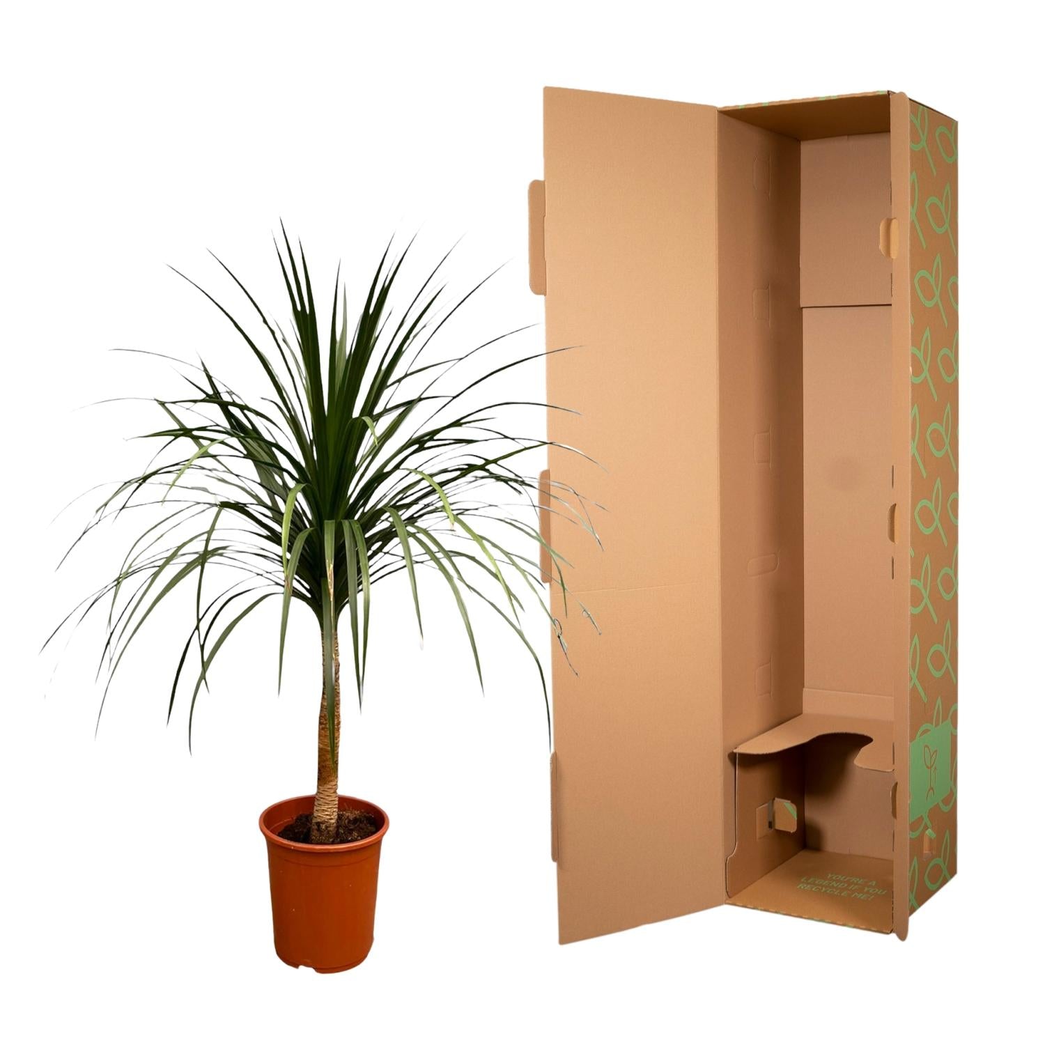 Drachenbaum – Dracaena Draco | 120 cm | Ø30 cm