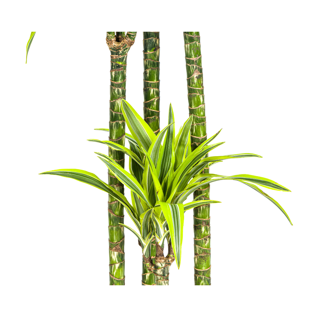 Drachenbaum - Dracaena Deremensis Lemon Lime | 170 - 190cm | Ø27cm