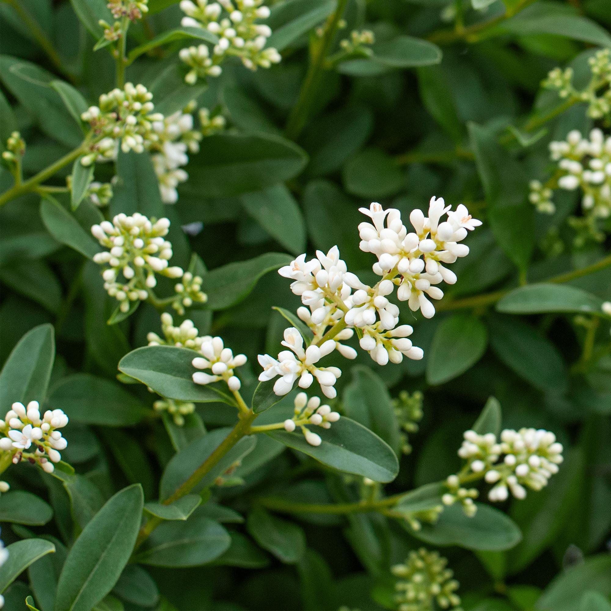 8x Liguster - Ligustrum ovalifolium | 8 Pflanzen - 1 laufender Meter | Topf 9cm - Höhe 35-40cm