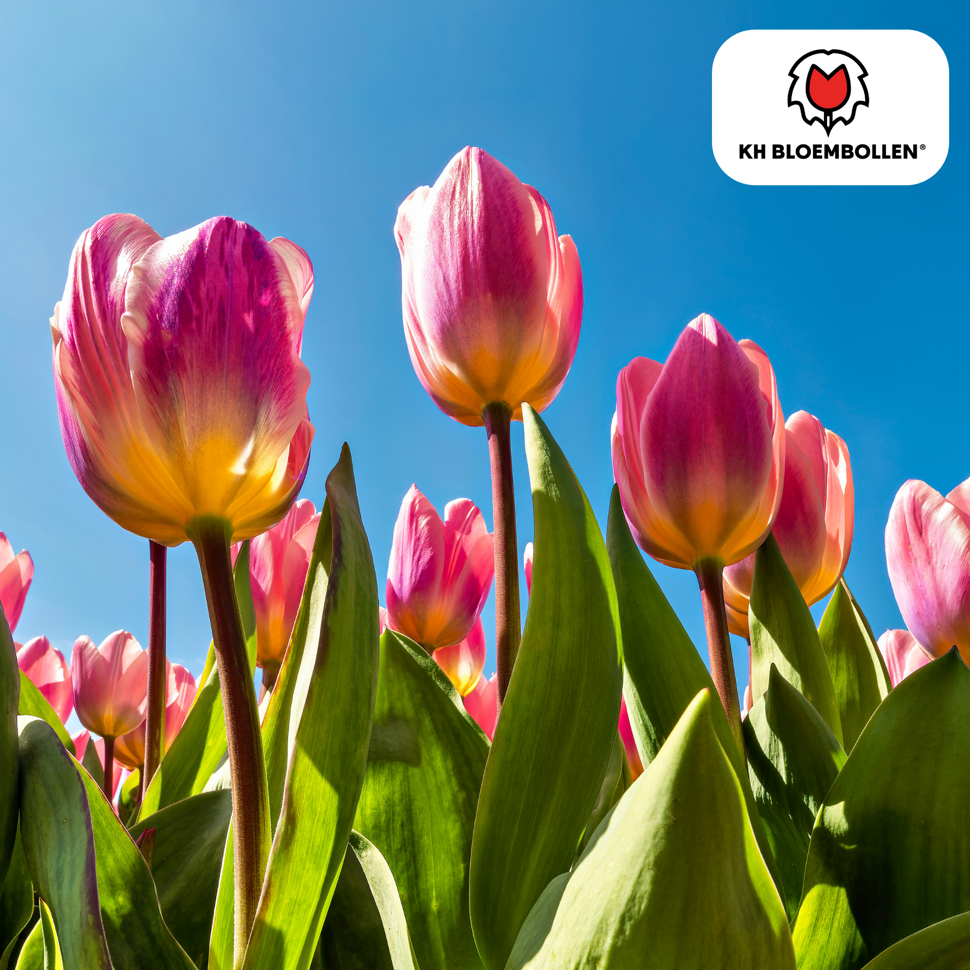 Tulpenzwiebeln Light and Dreamy – 20 Stück | Pastellfarbene Tulpen | Größe 11/12