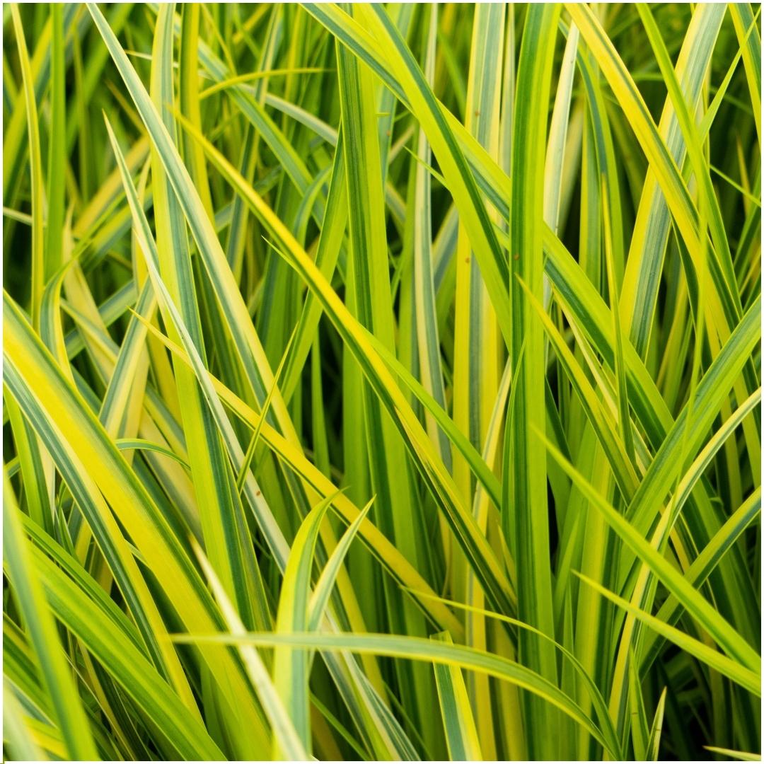 3x Japanischer Gold-Süßgras – Acorus gramineus 'Ogon' | 30 cm | Topfdurchmesser 14 cm