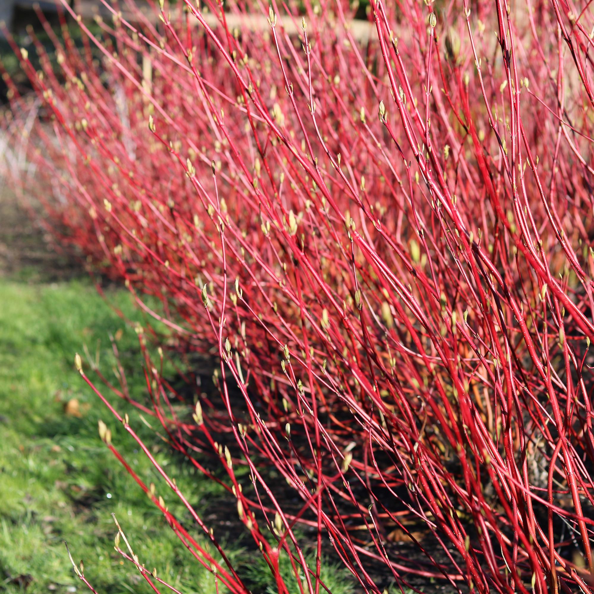 Sibirischer Hartriegel - Cornus sibirica | Topf 17cm Höhe 45cm