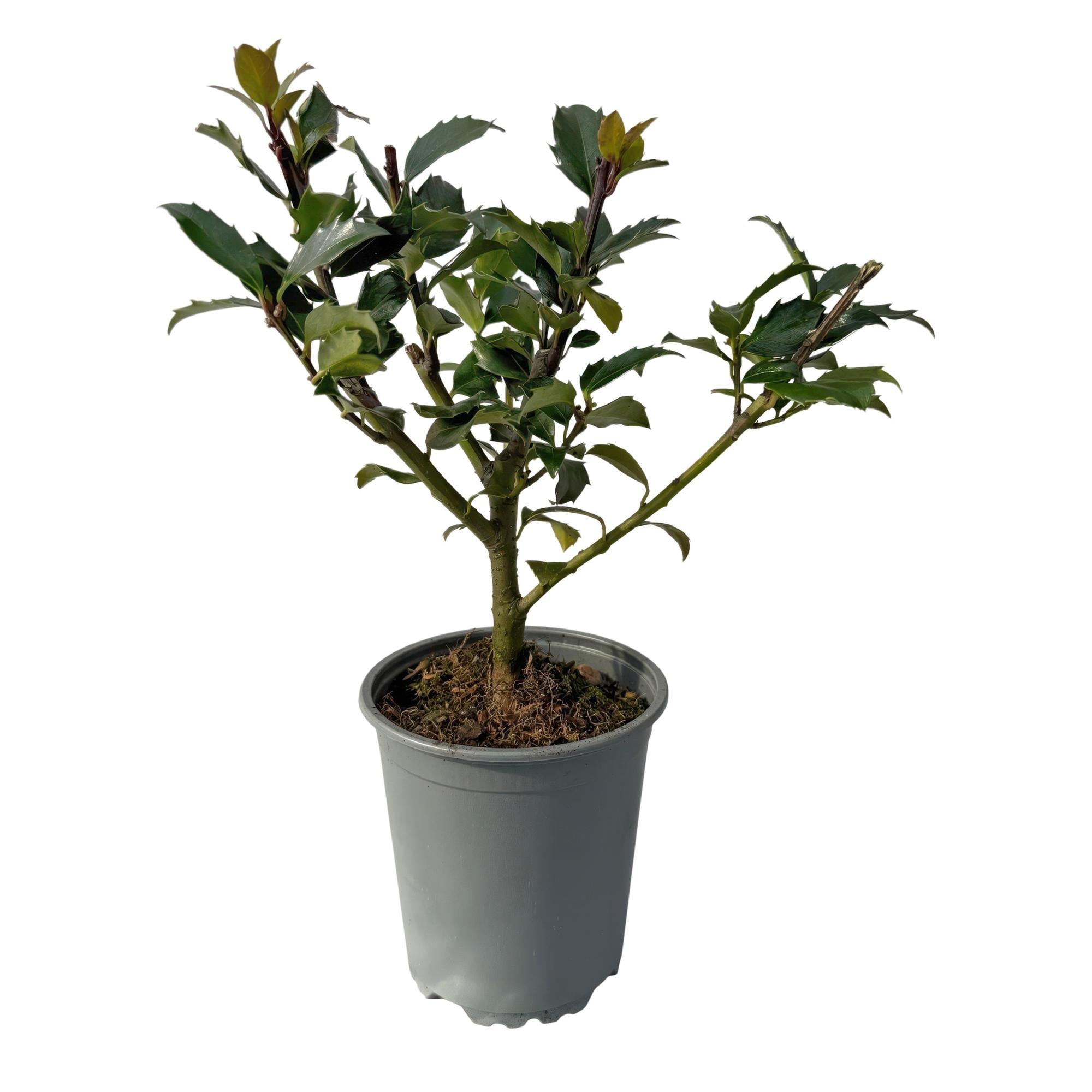 8x Stechpalme Ilex - Ilex Blue maid | 8 Pflanzen - 1 laufender Meter | Topf 9cm - Höhe 25-30cm