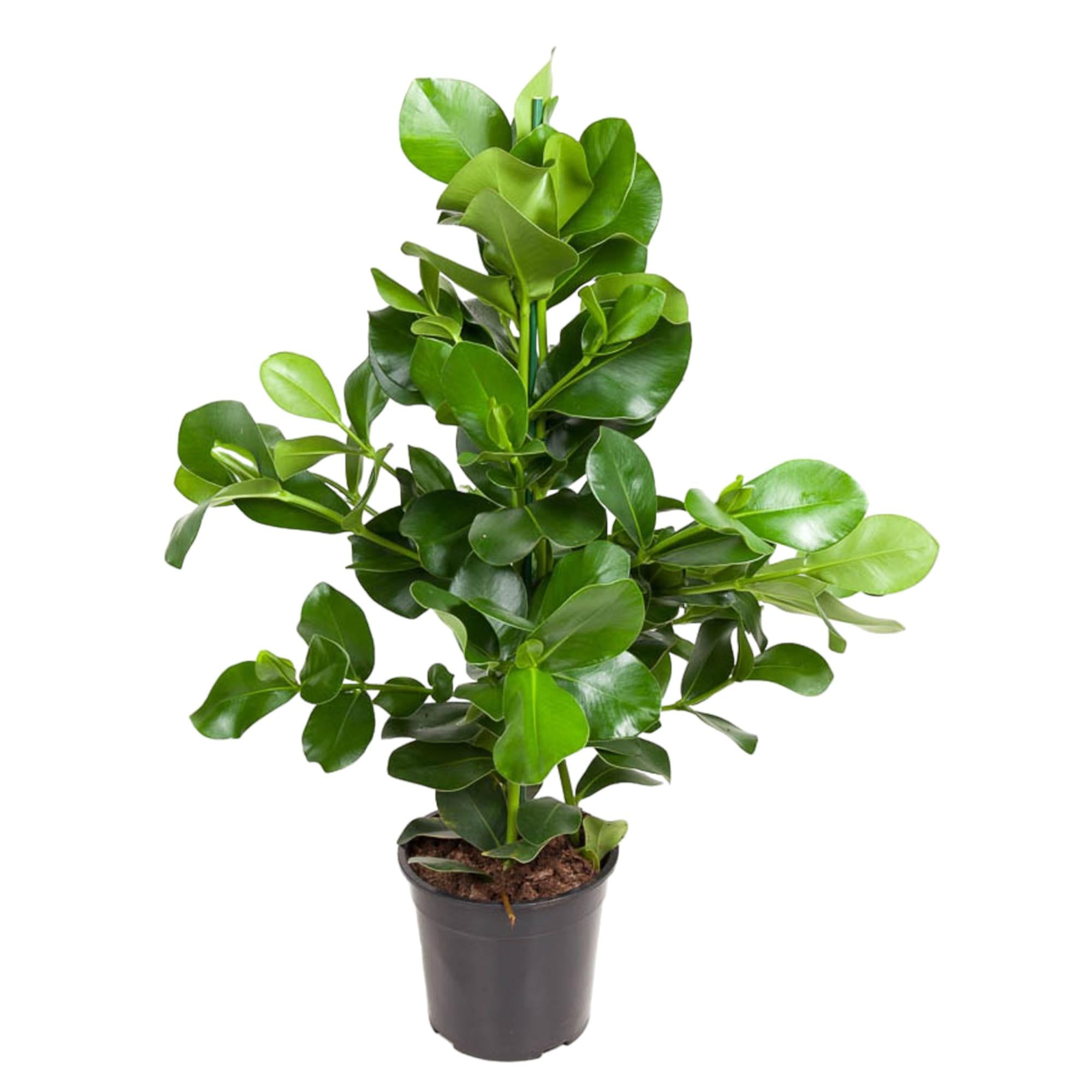Clusia Rosea - Balsamapfel | 110 cm | Ø24 cm