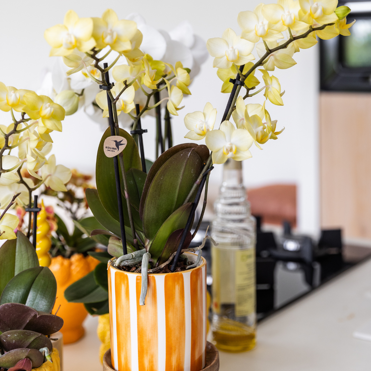 Gelbe Phalaenopsis-Orchidee Topfgröße Ø9cm|blühende Zimmerpflanze - frisch vom Züchter