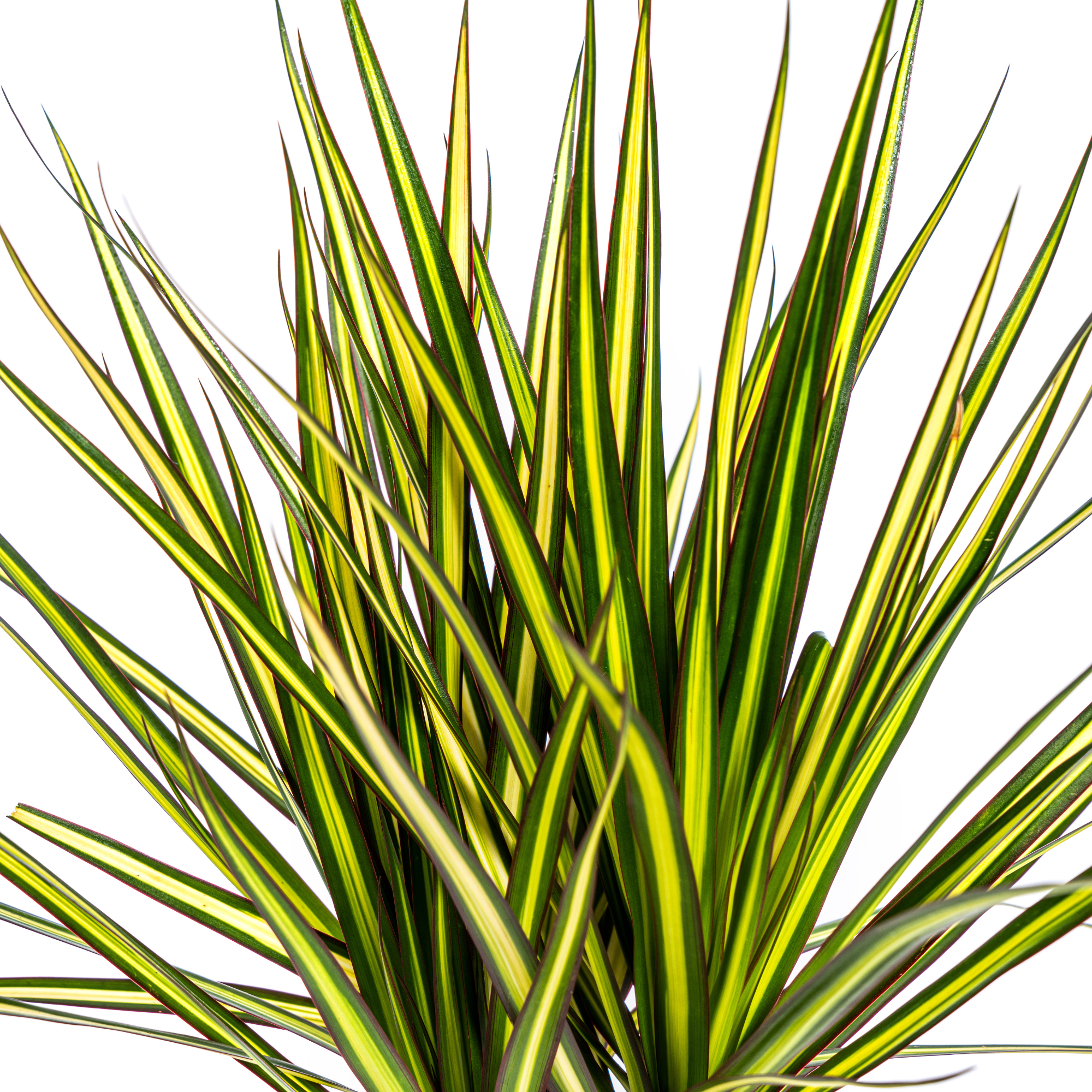 Drachenbaum - Dracaena Marginata Sunray  | 60 - 80cm | Ø17cm