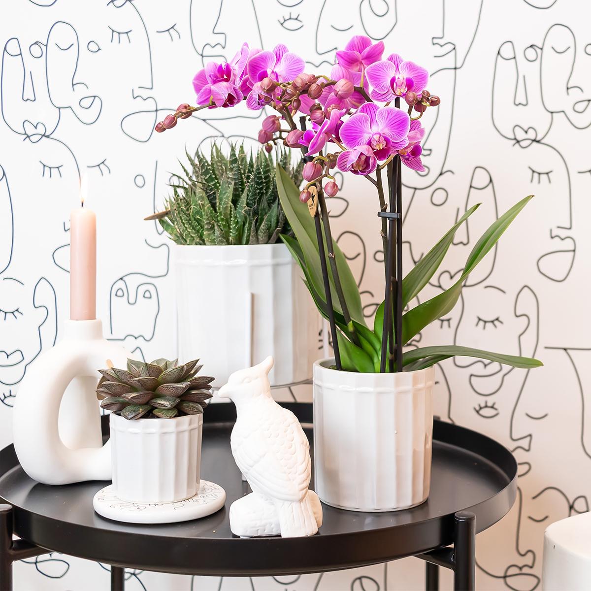 Lila/rosa Phalaenopsis Orchidee - Mineral Vienna - Topfgröße Ø9cm | blühende Zimmerpflanze - frisch vom Züchter