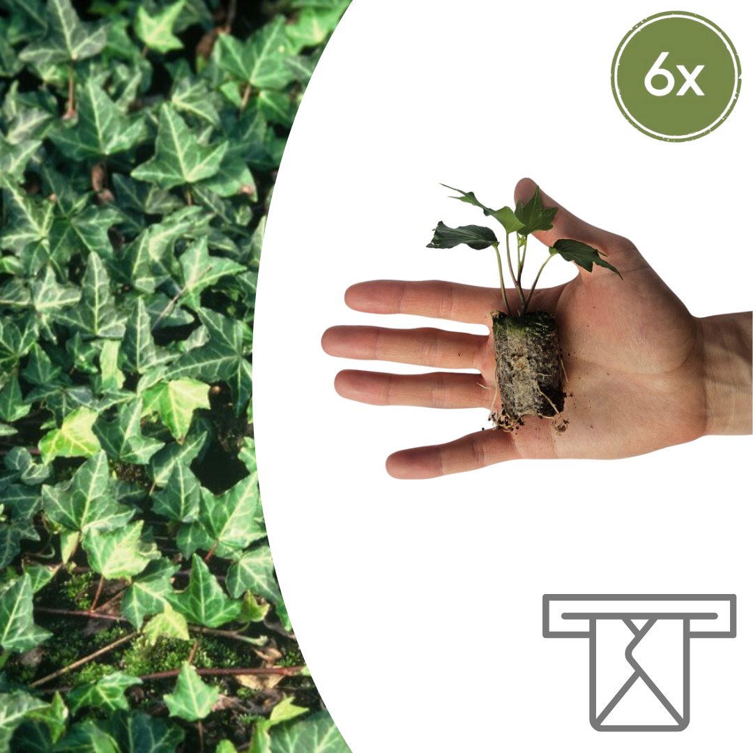 Efeu - Hedera 'Green Ripple' | 6 Jungpflanzen