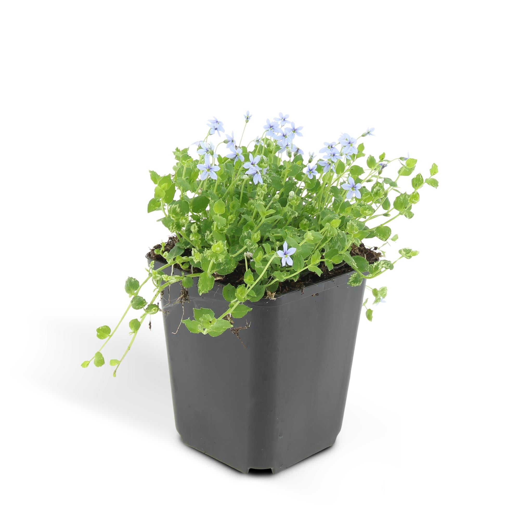 24x Sumpfglockenblume - Isotoma fluviatilis | 10-25cm | Ø9cm