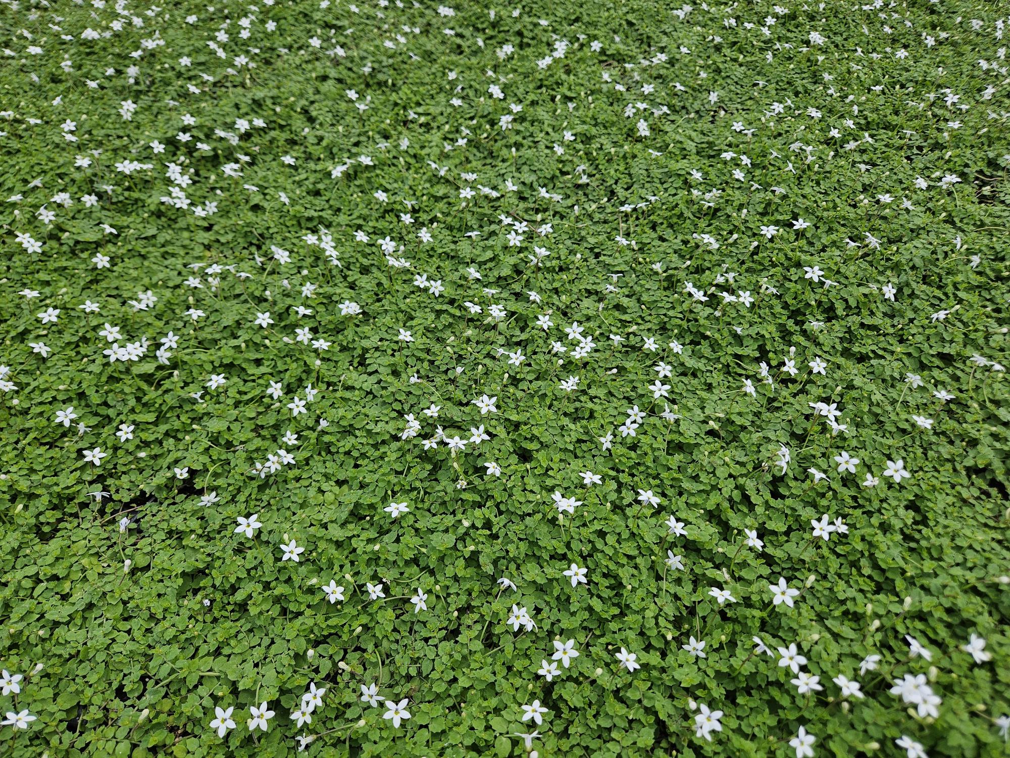 48x Weiße Sumpfglockenblume - Isotoma fluviatilis 'Alba' | 10-25cm | Ø9cm