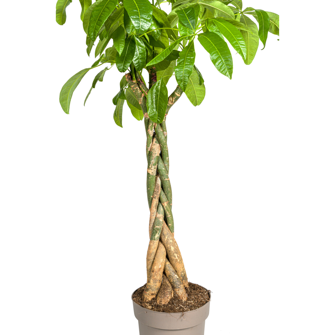 Glückskastanie – Pachira Aquatica | 160–180 cm | Ø30 cm