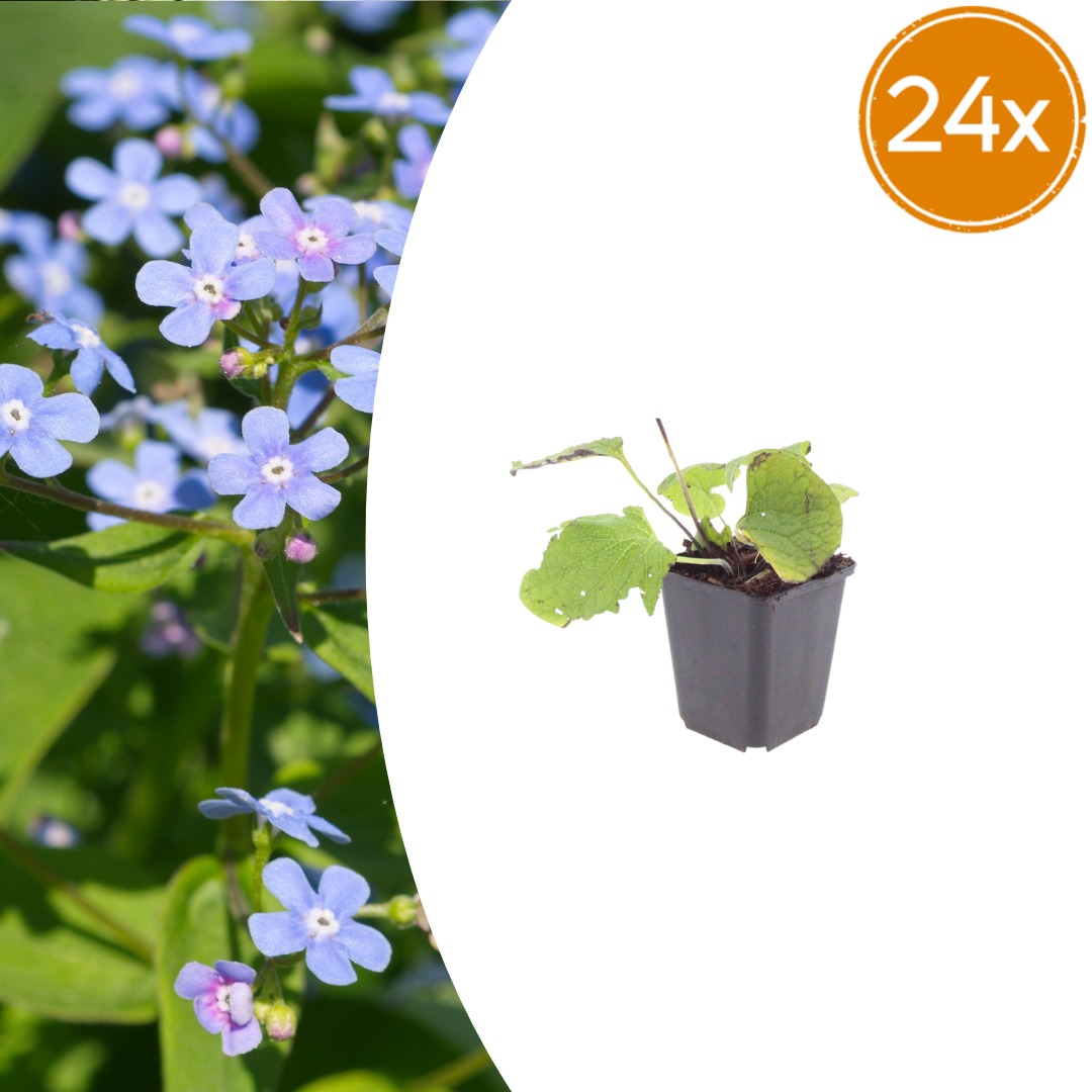 24x Kaukasisches Vergissmeinnicht - Brunnera macrophylla | 10-25 cm | Ø9 cm