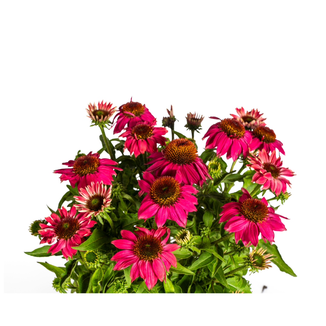 Purpur-Sonnenhut - Echinacea purpurea Purple | 60-70 cm | Ø19 cm