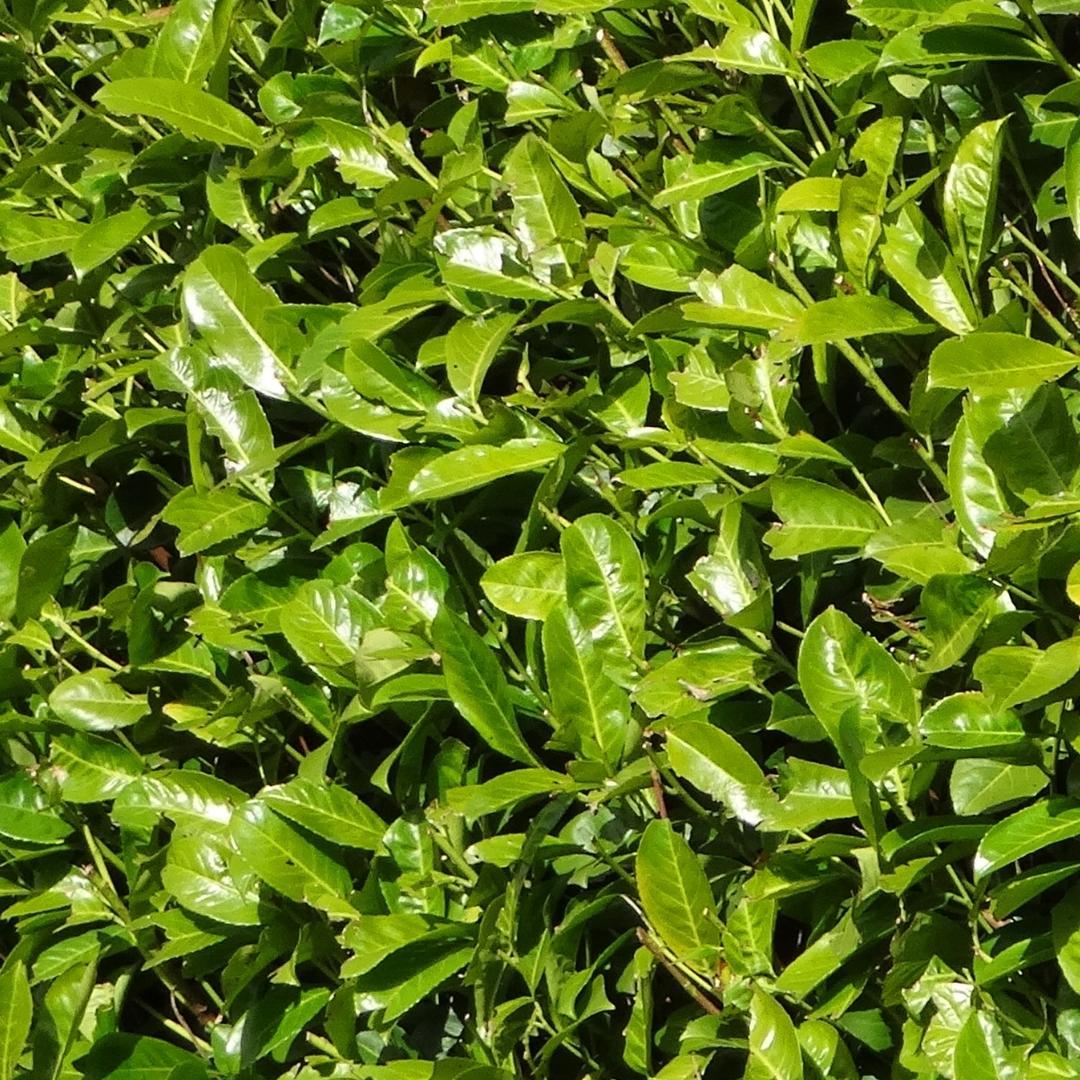 20x Große Kirschlorbeer - Rotundifolia | für 10 laufende Meter Hecke | Höhe: 125-150 cm