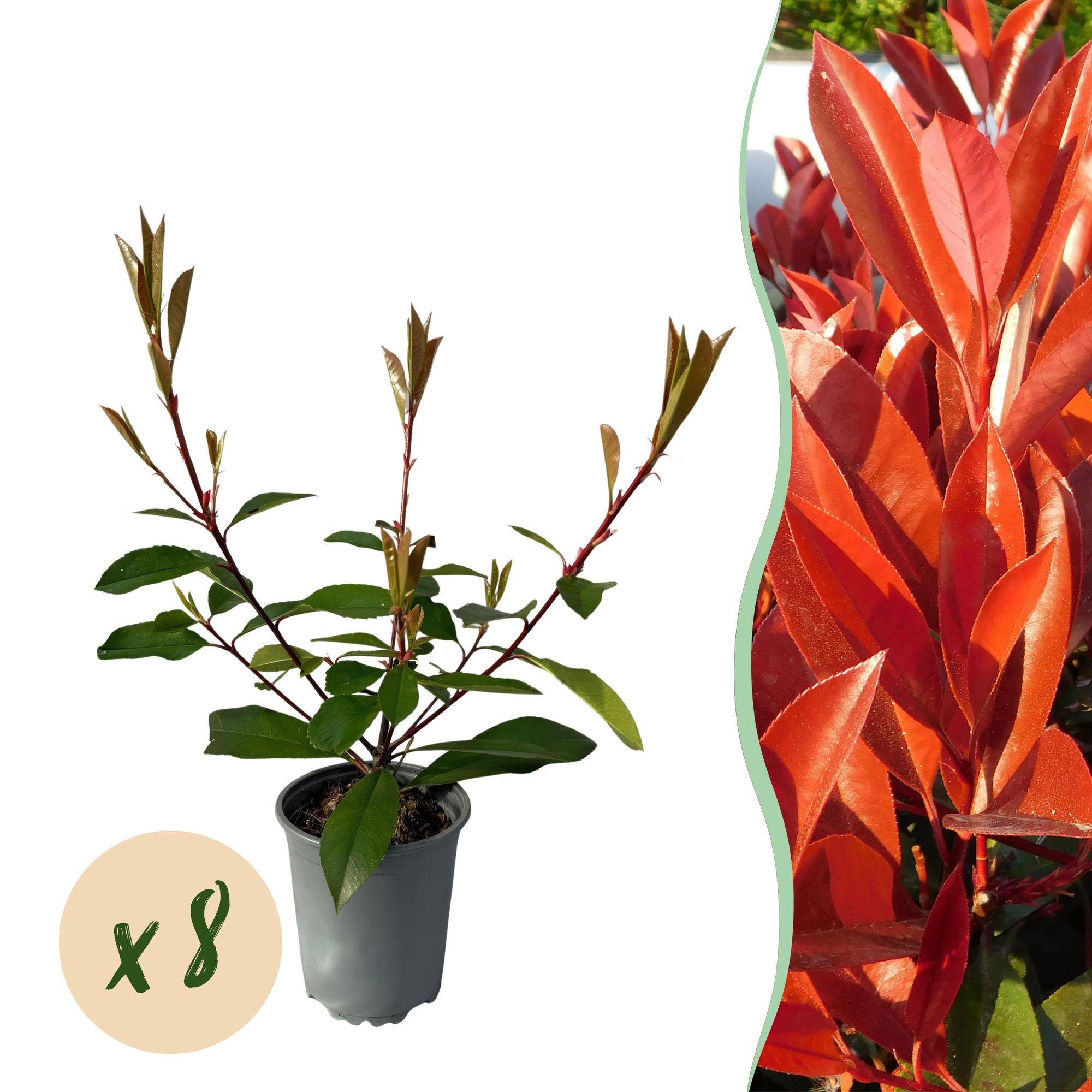 8x Rote Glanzmispel - Photnia fraseri Red Robin | 8 Pflanzen - 1 laufender Meter | Topf 9cm - Höhe 30-35cm