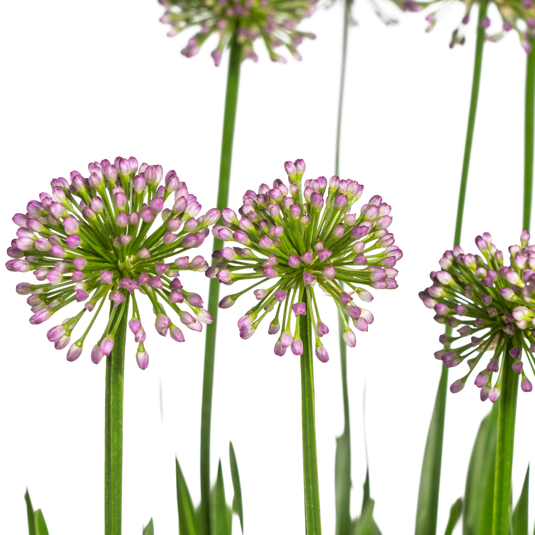 Ausdauernder Zierlauch - Allium senescens Millenium | 60 cm | Ø19 cm
