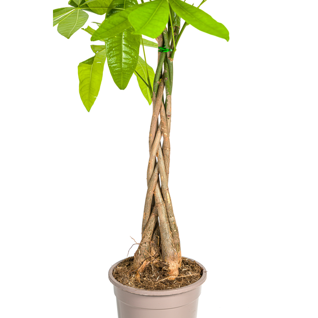 Glückskastanie – Pachira Aquatica | 70–90 cm | Ø19 cm