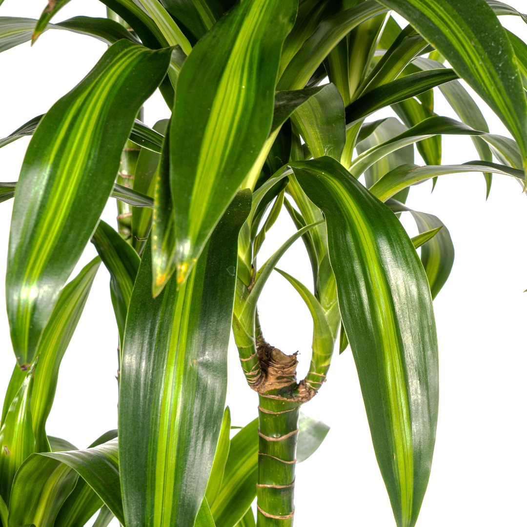 Drachenbaum - Dracaena Deremensis Hawaiian Sunshine | 170 - 190cm |  Ø27cm