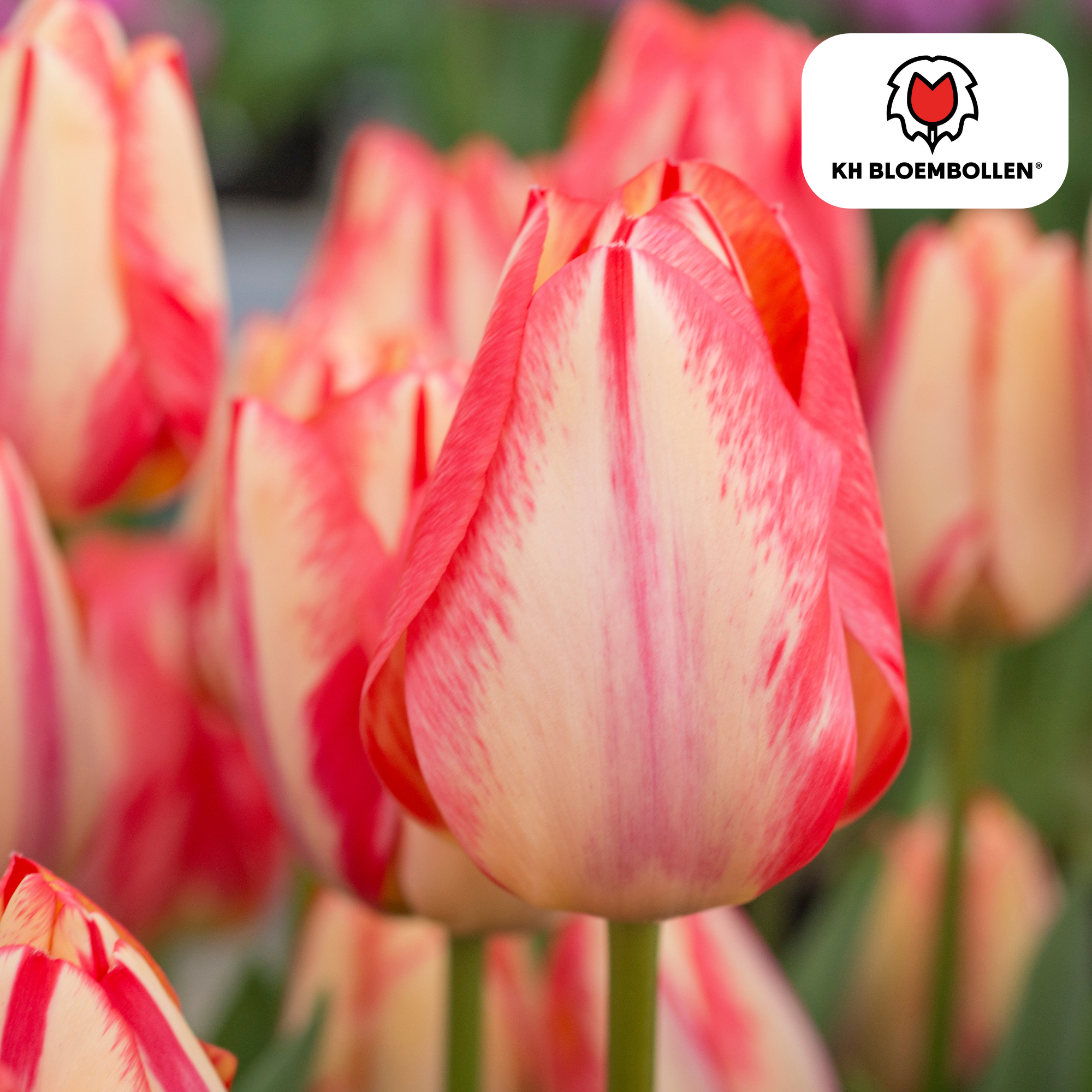 Tulpe Spring Break – Tulipa Spring Break | ca. 45–55 cm | 20 Zwiebeln Größe 11/12