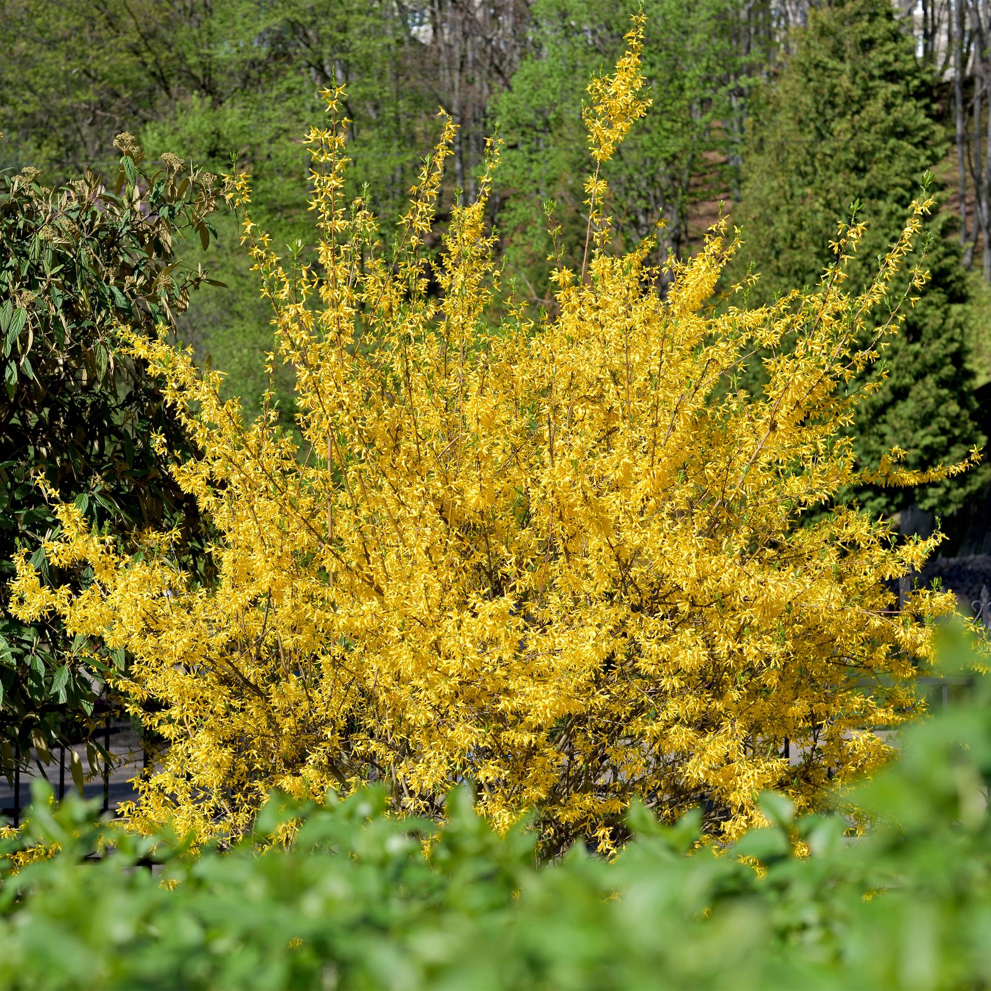 Goldrausch - Forsythia intermedia | Topf 17cm Höhe 45cm