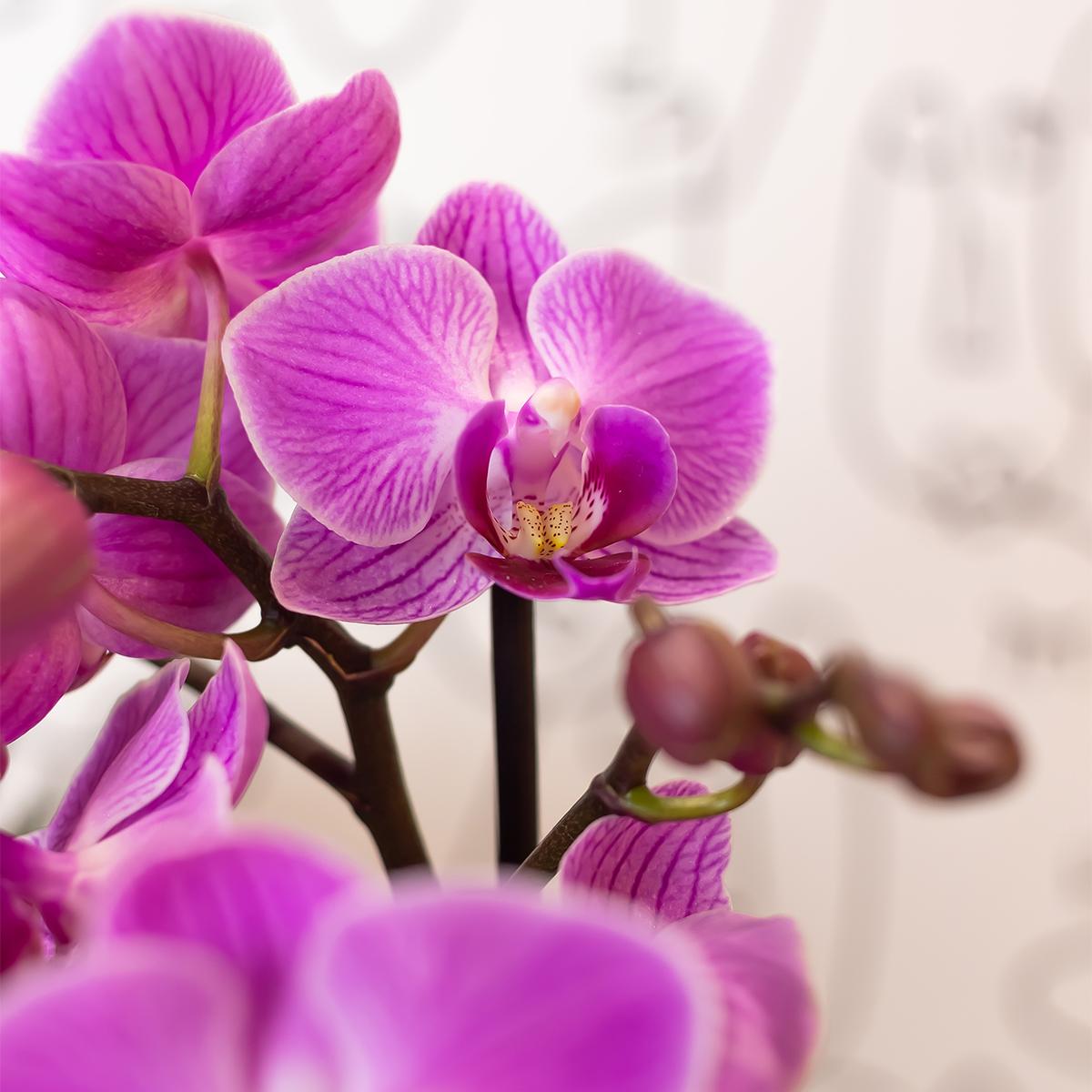 Lila/rosa Phalaenopsis Orchidee - Mineral Vienna - Topfgröße Ø9cm | blühende Zimmerpflanze - frisch vom Züchter