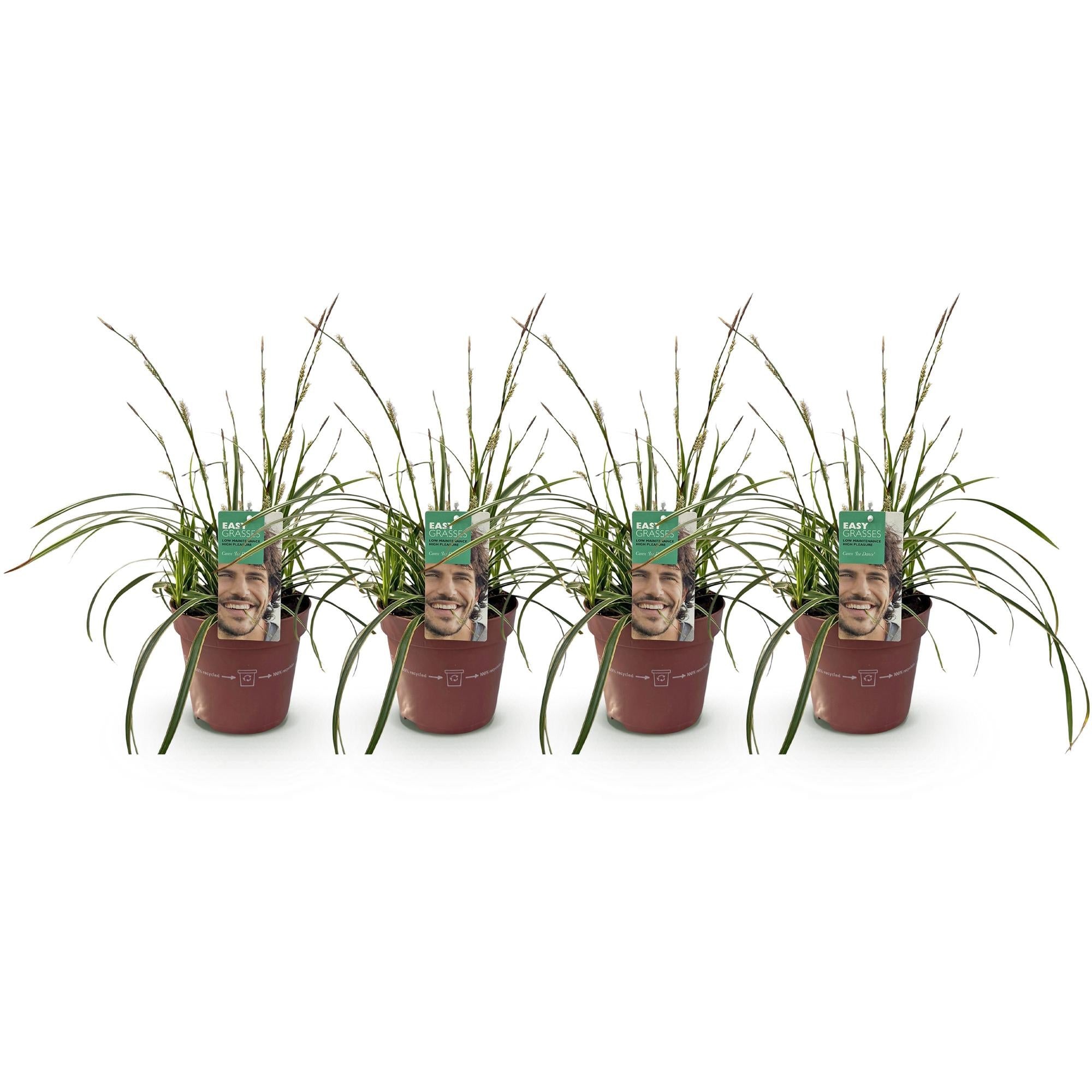 4x Japan-Segge - Carex morrowii Ice Dance | 50 cm | Ø17 cm
