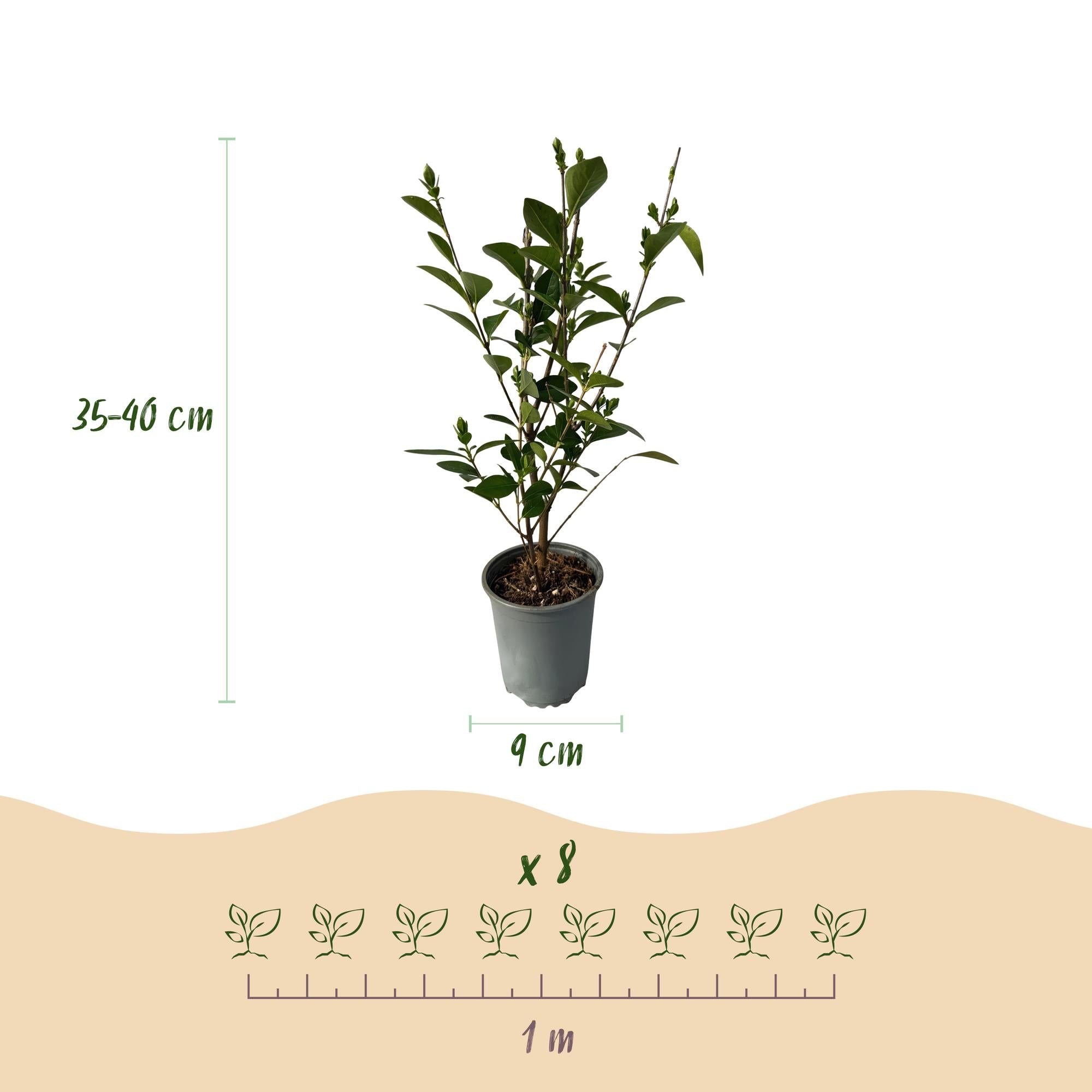 8x Liguster - Ligustrum ovalifolium | 8 Pflanzen - 1 laufender Meter | Topf 9cm - Höhe 35-40cm