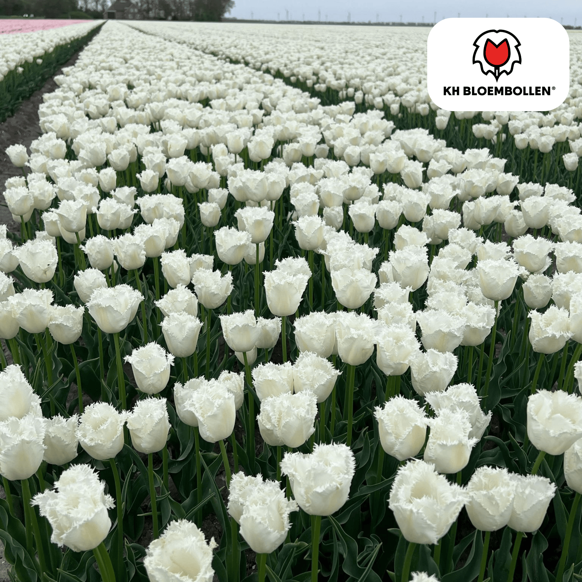 Tulpenzwiebeln – Honeymoon | 20 Stück | Zwiebelgröße 11/12