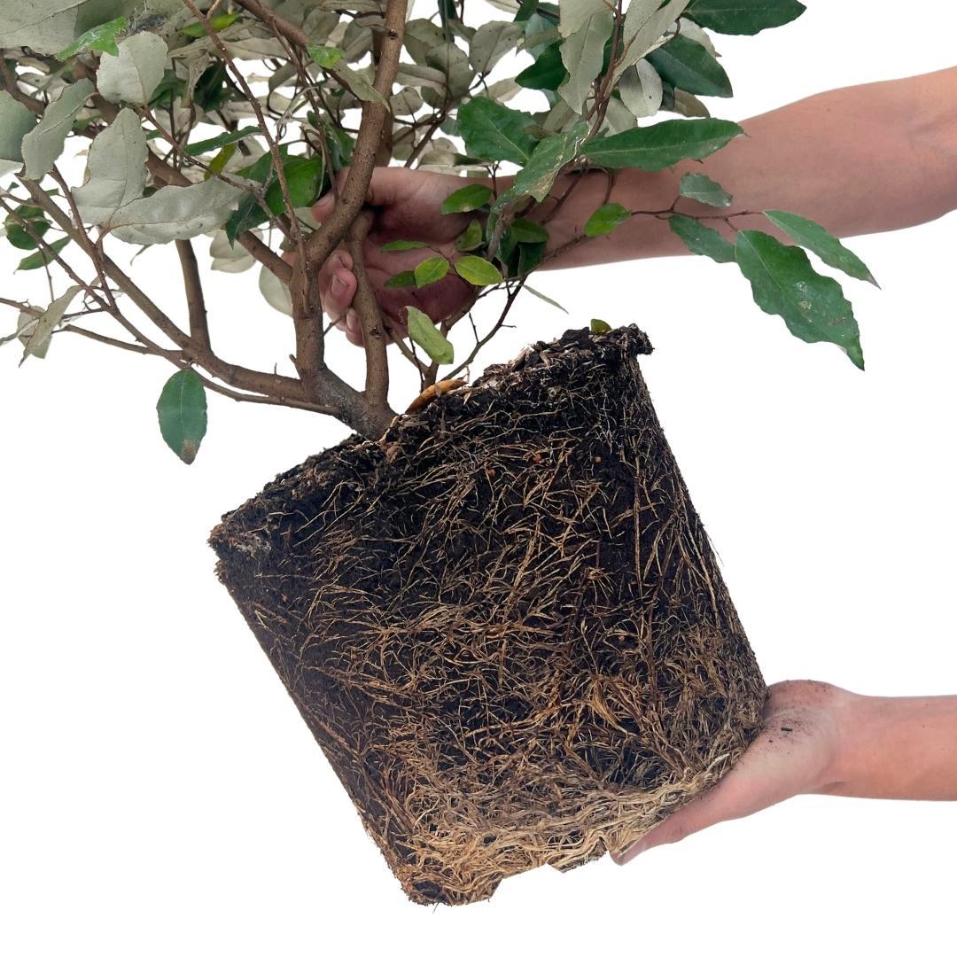25x Große Ölweide – für 10 Meter Hecke | Elaeagnus ebbingei | 100–125 cm hoch | 12 L Topf