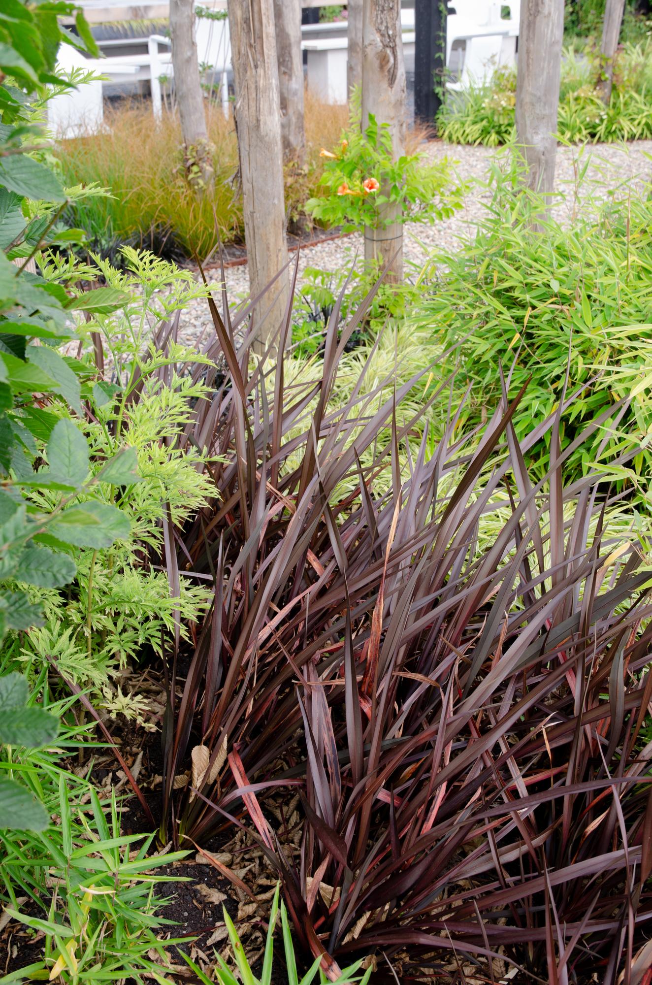 Neuseeländer Flachs – Phormium 'Rubra Nana' | 50 cm | Topfdurchmesser 14 cm