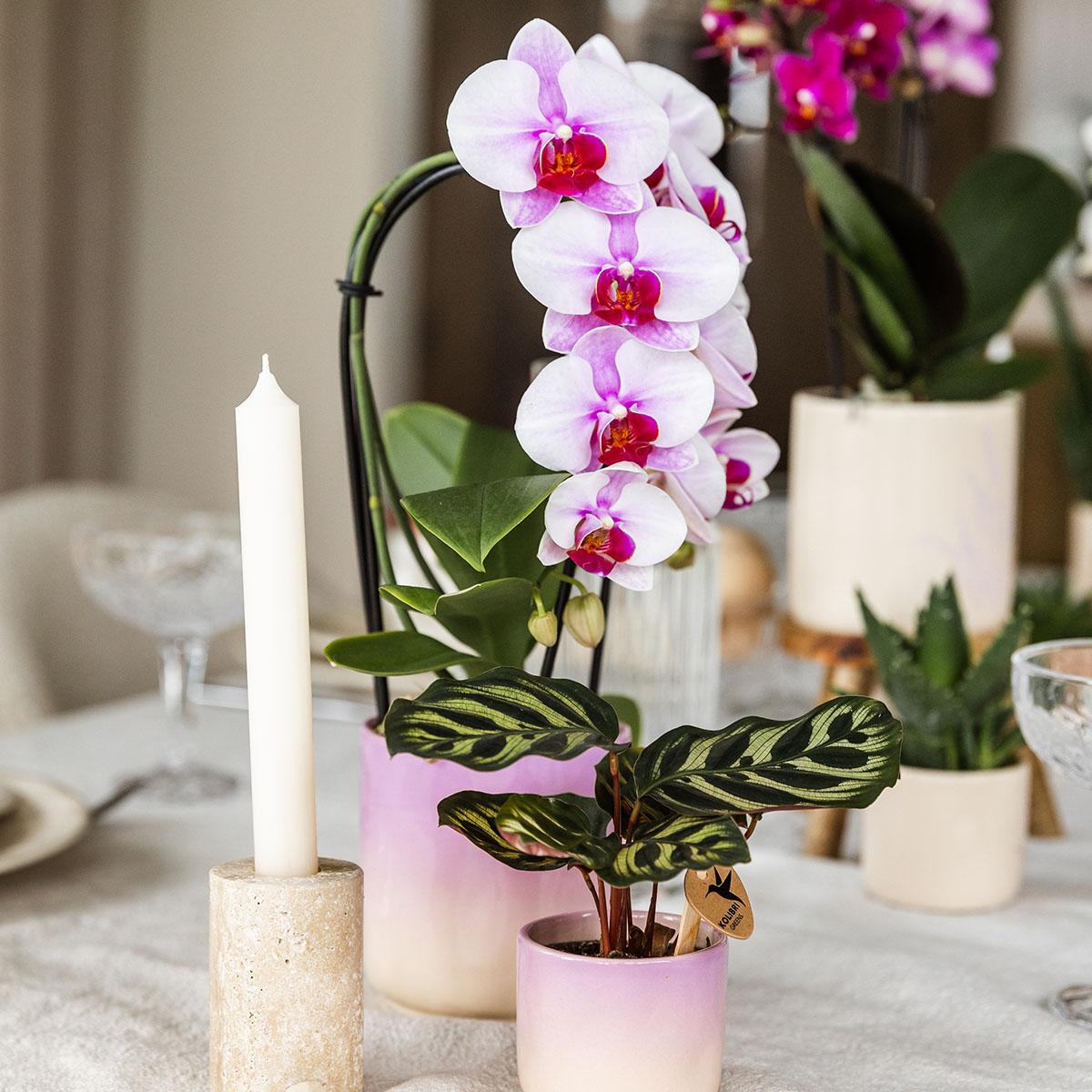 Rosa Phalaenopsis Orchidee - Niagara Fall - Topfgröße Ø9cm | blühende Zimmerpflanze - frisch vom Züchter