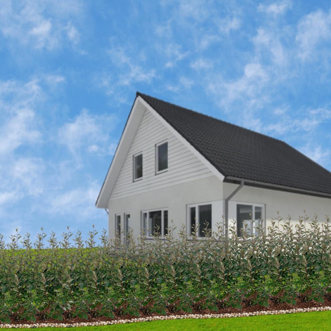 25x Große Ölweide – für 10 Meter Hecke | Elaeagnus ebbingei | 100–125 cm hoch | 12 L Topf