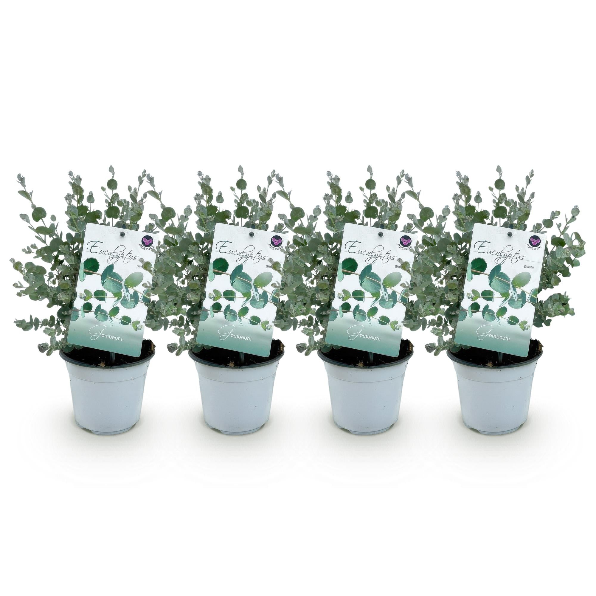 4x Eukalyptusbaum – Eukalyptus gunnii | Ø14 cm | ca. 30 cm