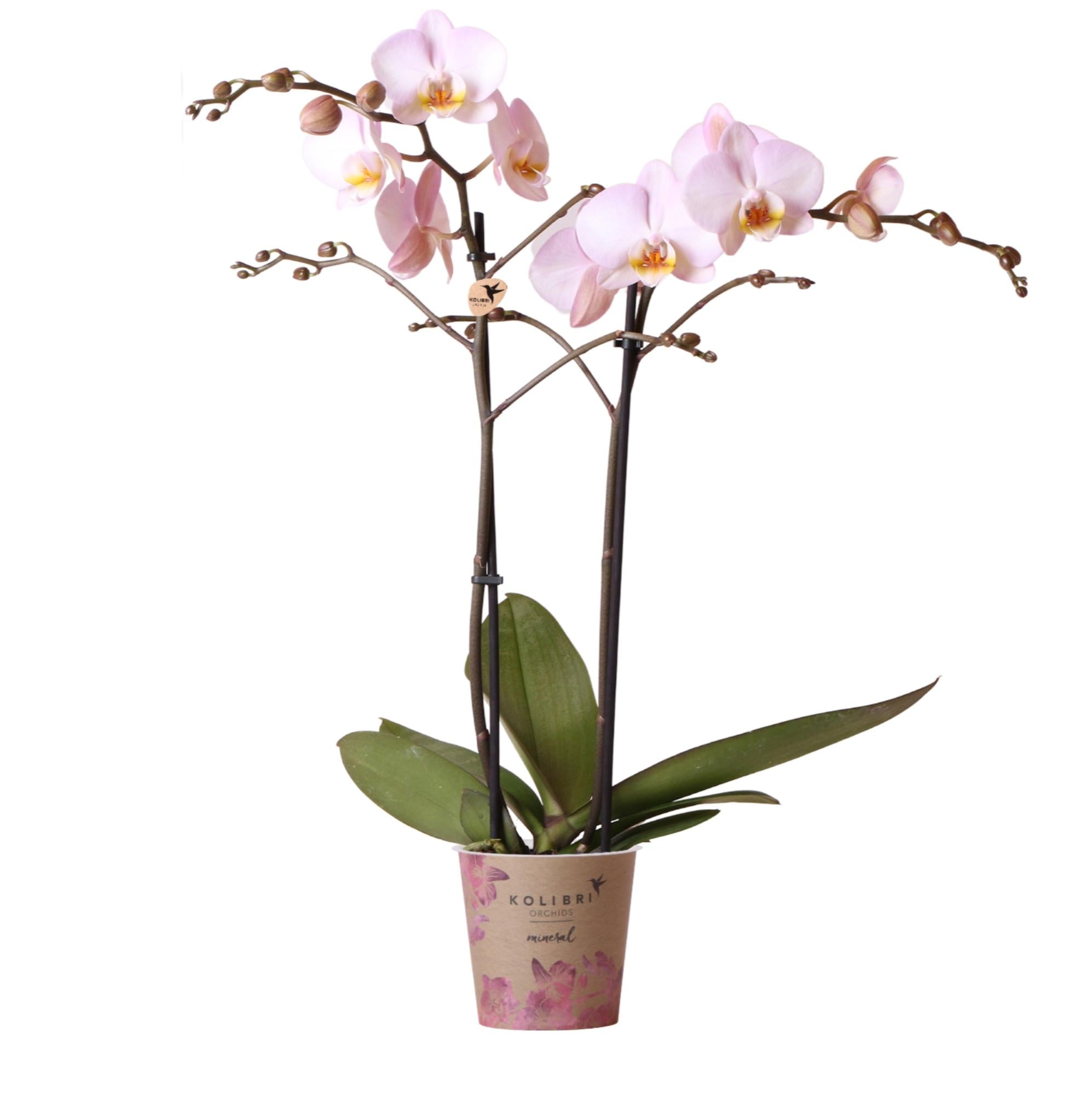 Rosa Phalaenopsis Orchidee -Mineral Kikion - Topfgröße Ø12cm | blühende Zimmerpflanze - frisch vom Züchter