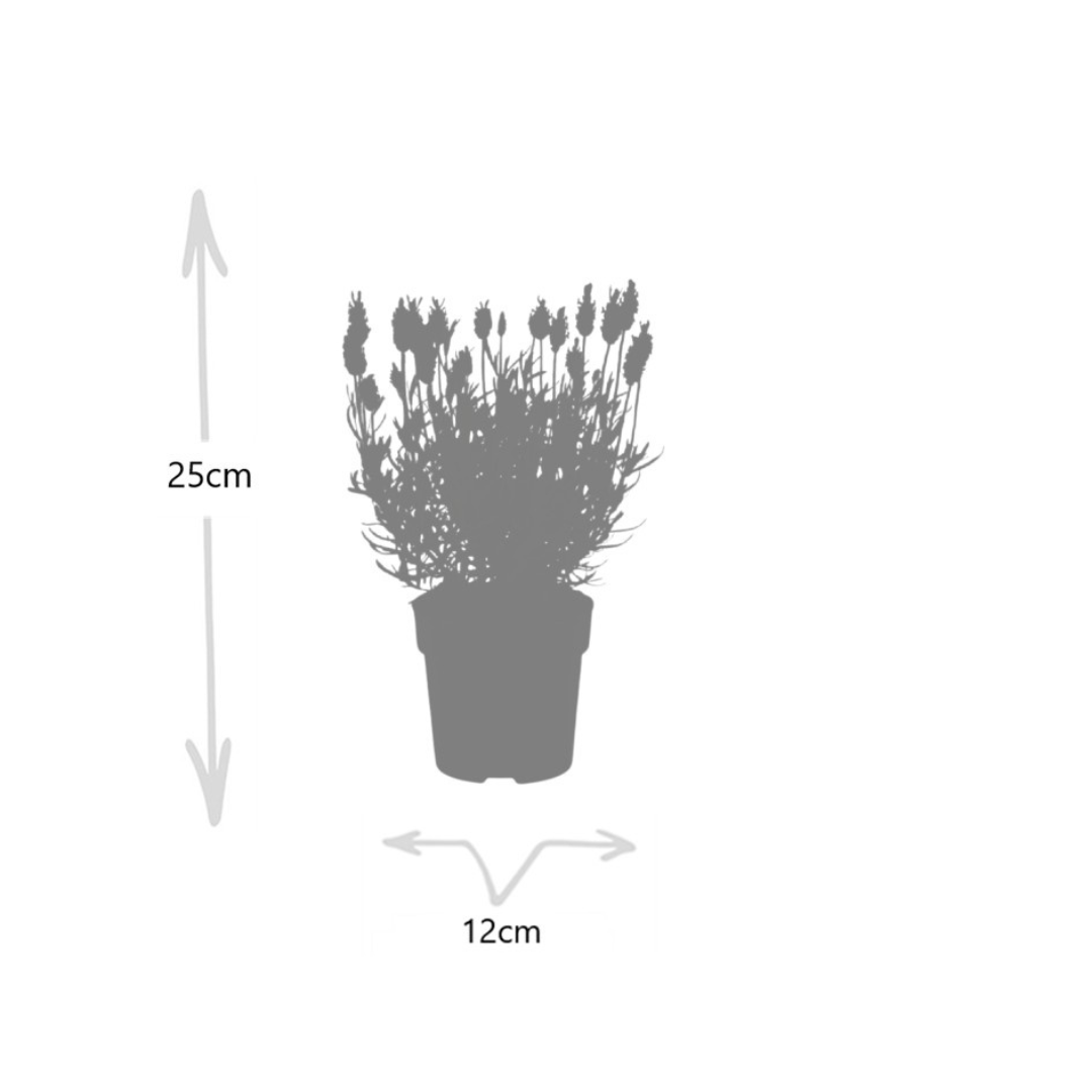 6x Lavendel - Lavandula stoechas Anouk® | 12 cm
