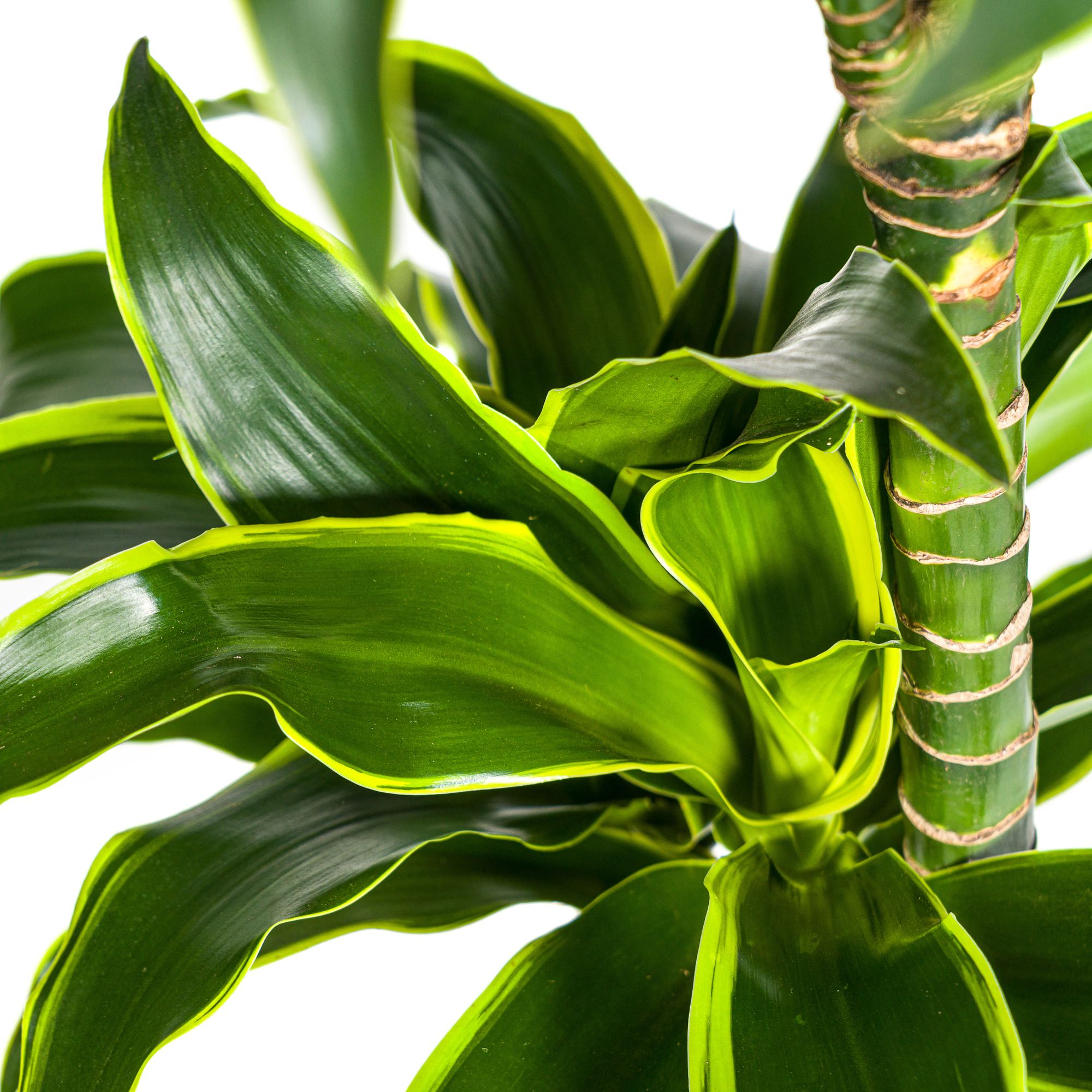 Goldener Drachenbaum - Dracaena Deremensis Dorado | 120 - 140cm | Ø24cm