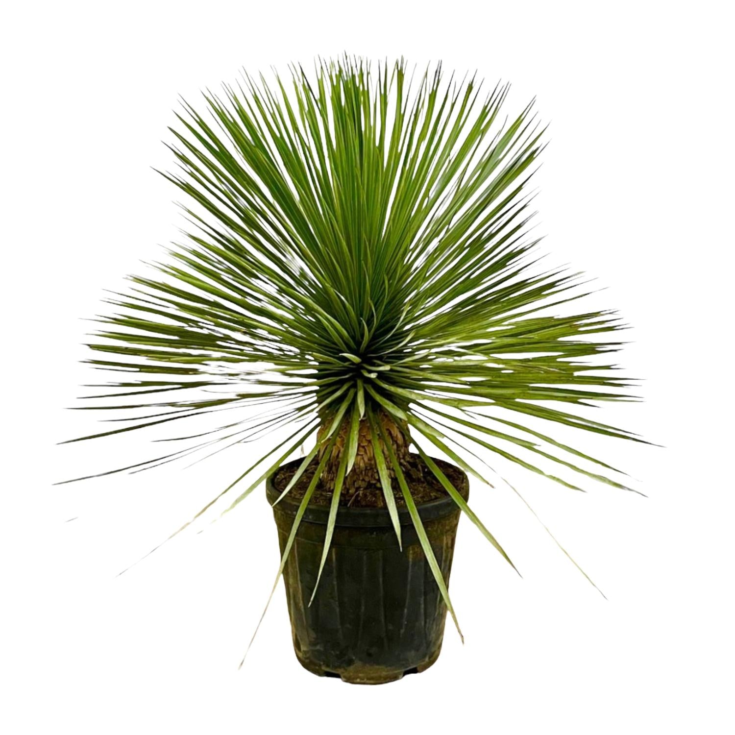 Yucca Rostrata auf Stamm - Beaked Yucca | 70 cm | Ø27 cm
