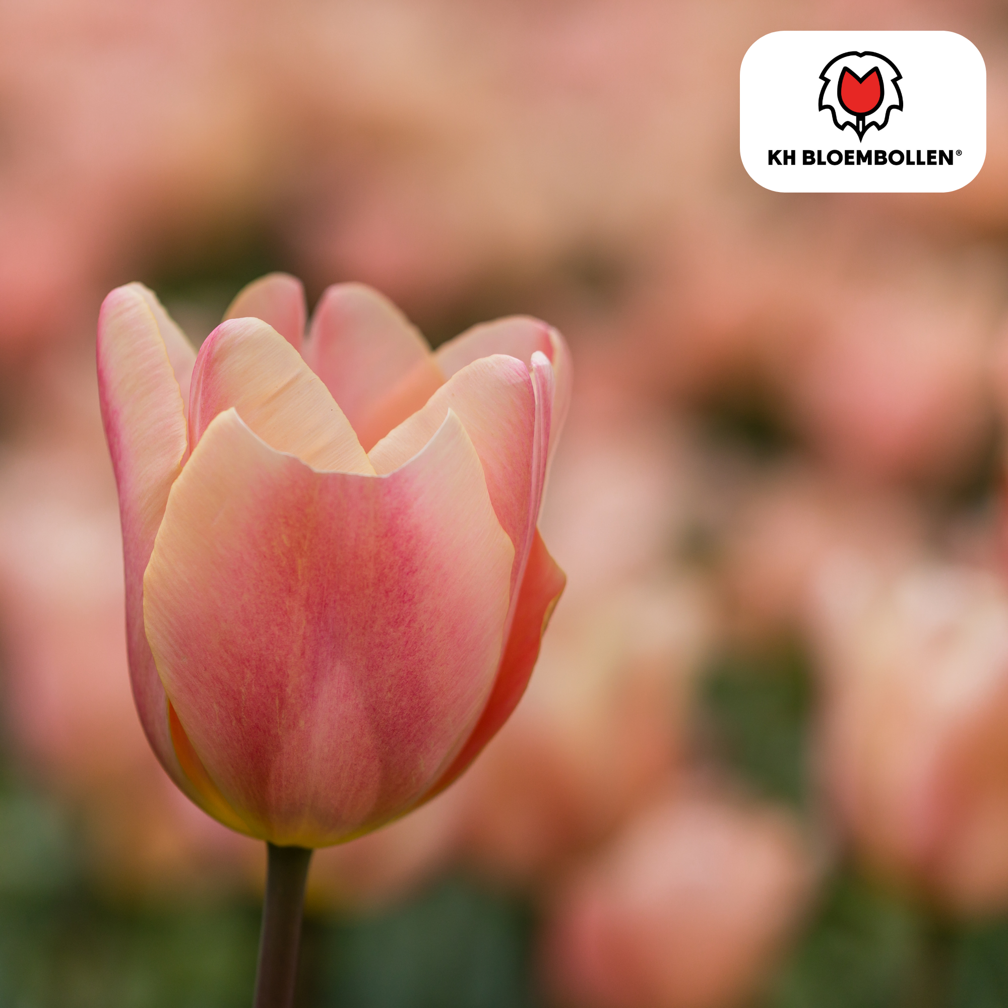 Tulpenzwiebeln Apricot Foxx – 20 Stück | Größe 11/12
