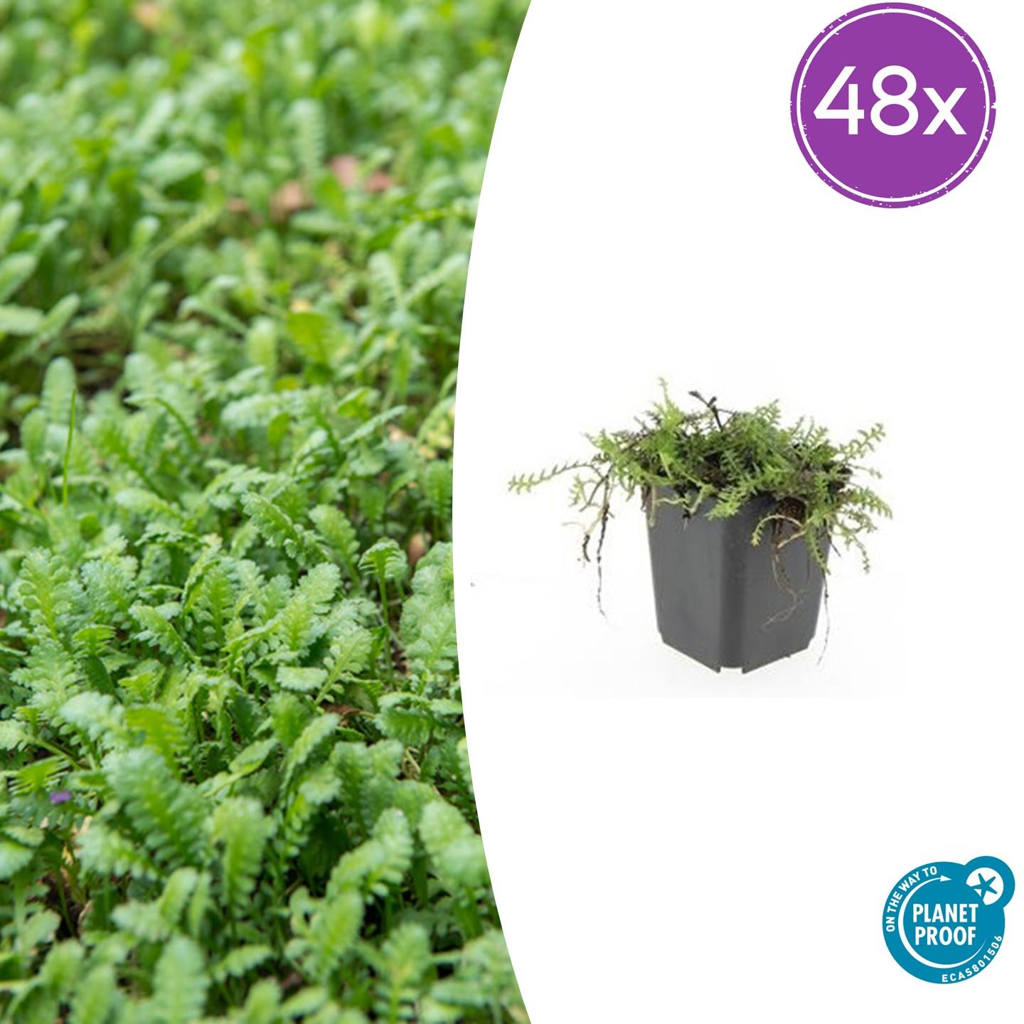 48x Braunes Fiederpolster - Leptinella squalida | 10-25cm | Ø9cm