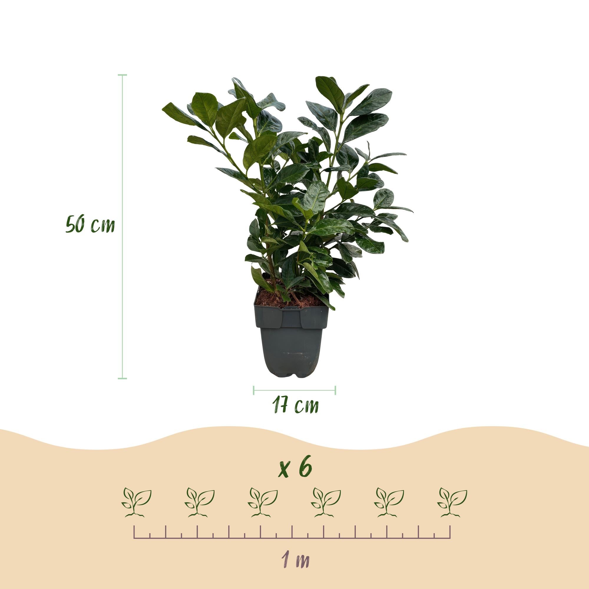 6x Kirschlorbeer - Prunus laurocerasus Etna | 6 Pflanzen - 1 laufender Meter | Topf 17cm - Höhe 50cm