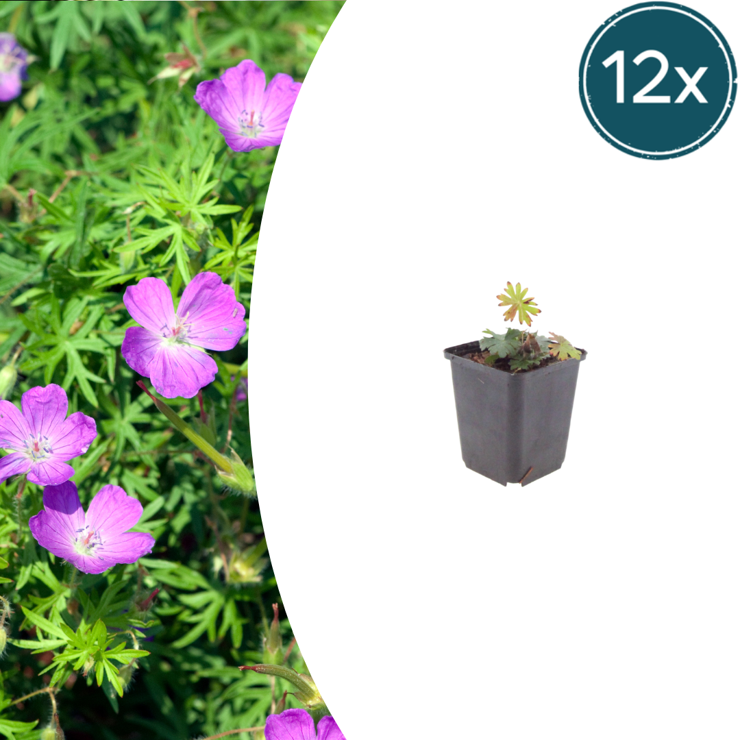 12x Blut-Storchschnabel - Geranium sanguineum | 10-25 cm | Ø9 cm