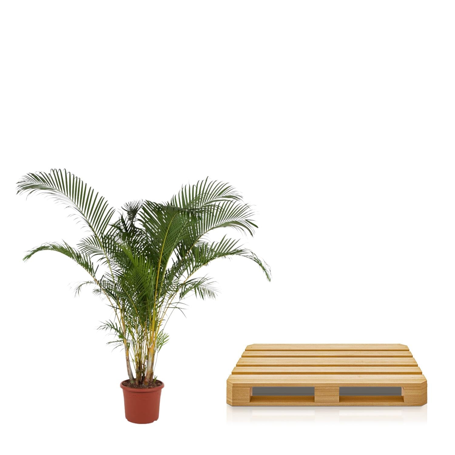 Dypsis Lutescens - Goldfruchtpalme XXL | 240 cm | Ø48 cm