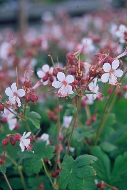 48x Großes Storchschnabel - Geranium macr. 'Spessart' | 10-25cm | Ø9cm