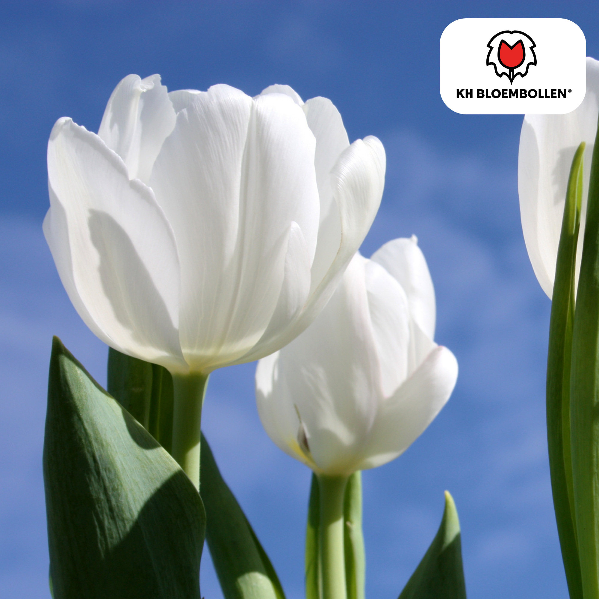 Tulpenzwiebeln Catherina – 20 Stück | Größe 11/12