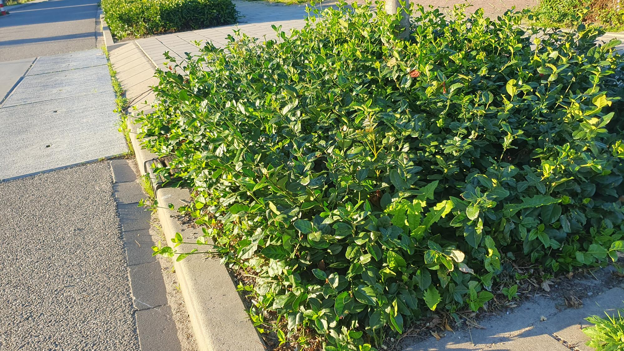 24x Purpurspindelstrauch - Euonymus fort. 'Coloratus' | 10-25cm | Ø9cm
