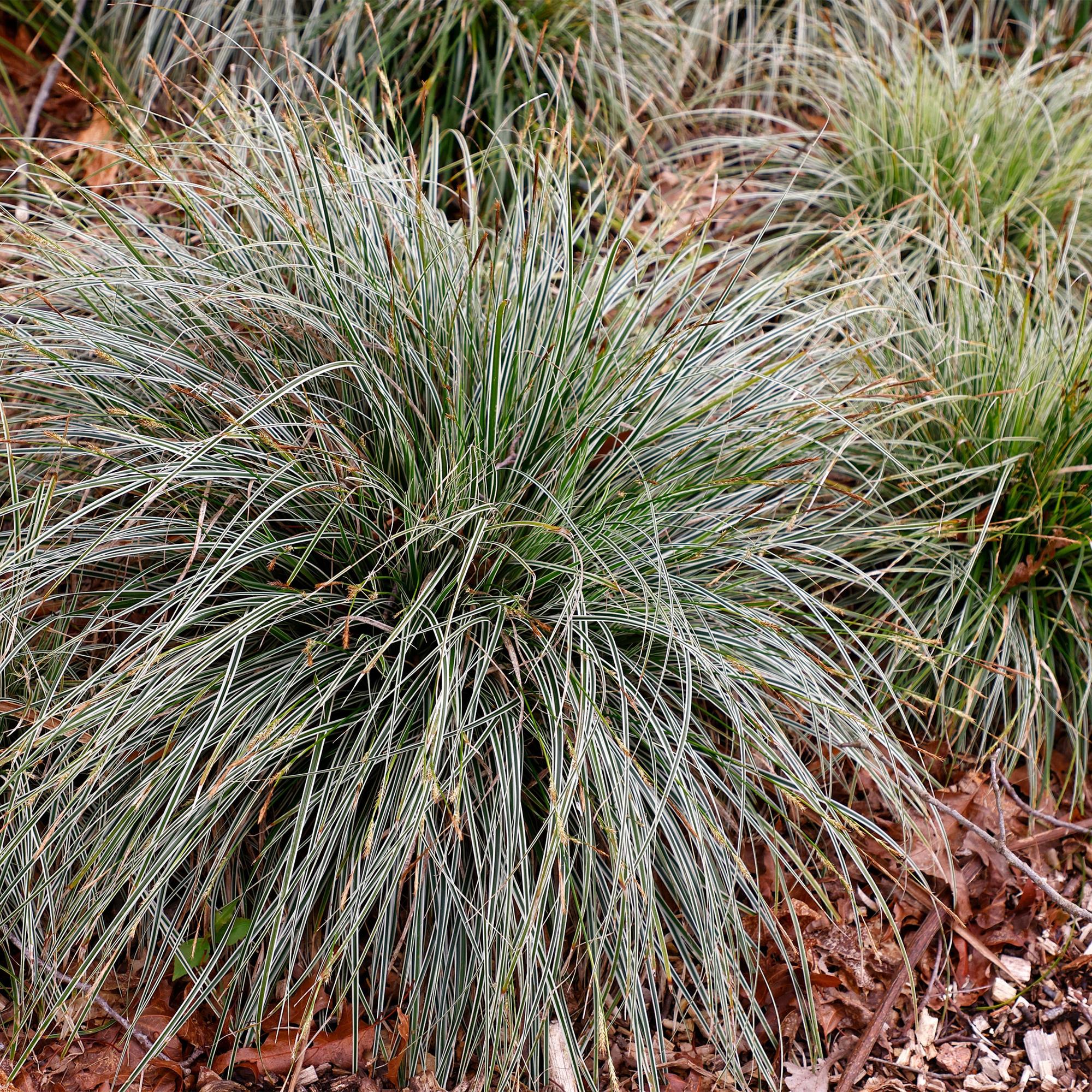 4x Japan-Segge - Carex oshimensis Everest | 50 cm | Ø17 cm