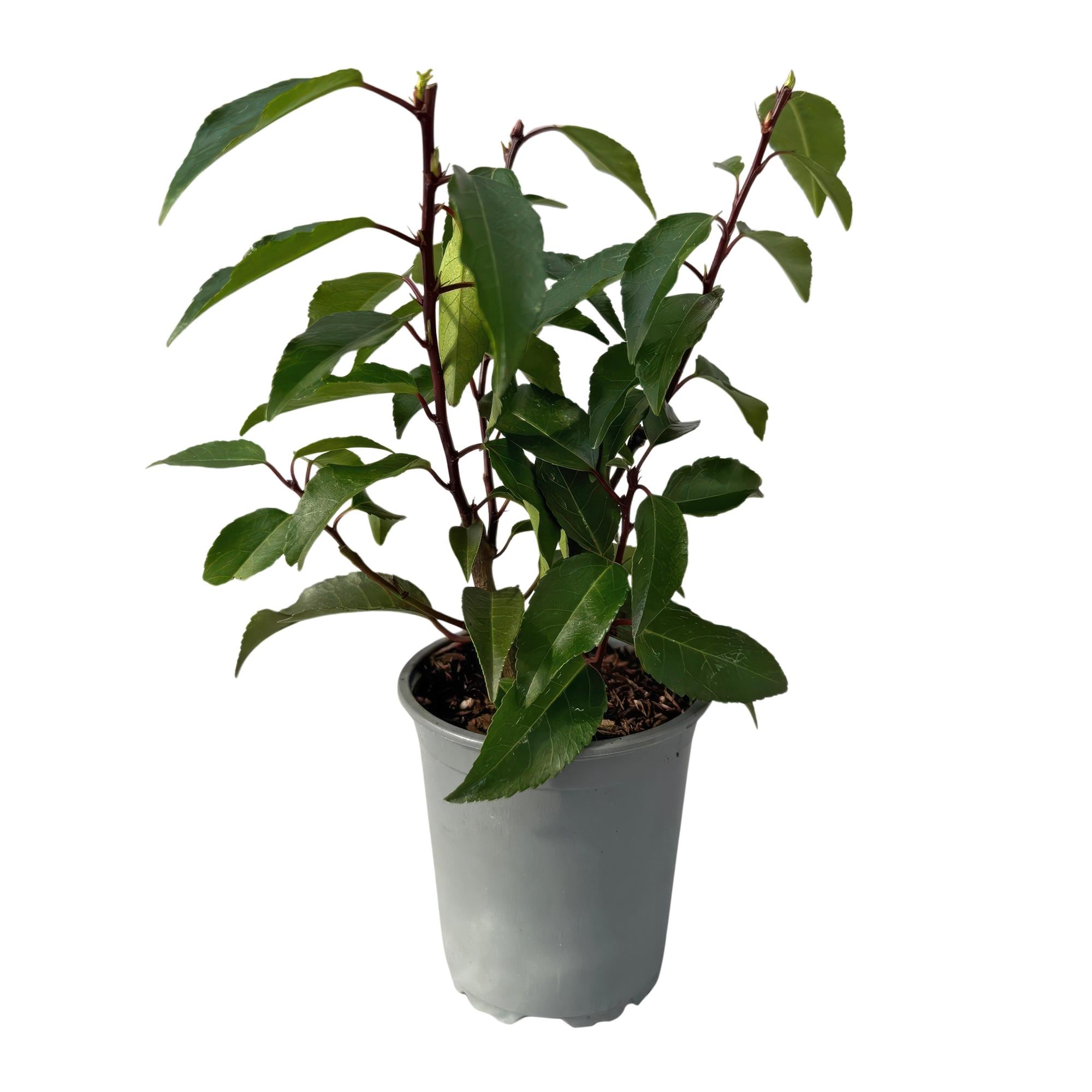 8x Portugiesischer Kirschlorbeer - Prunus lusitanica Angustifolia | 8 Pflanzen - 1 laufender Meter |- Topf 9cm - Höhe 30-35cm